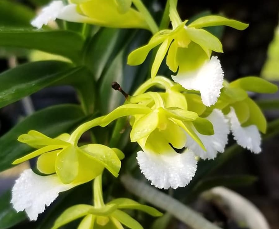 Vanda (Christensonia) vietnamica - Pflege und Merkmale  Secret Garden  Plant Shop