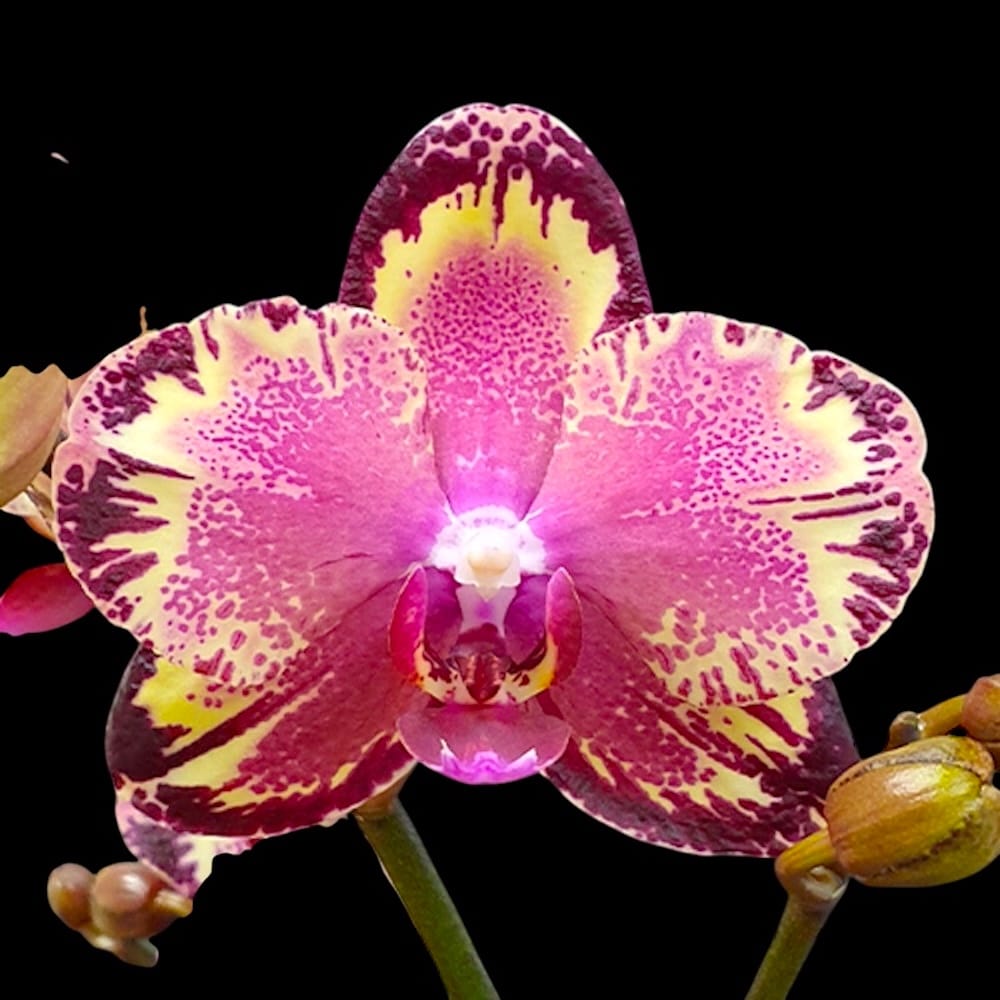Phalaenopsis – rare orchids for sale – Secret Garden Plant Shop