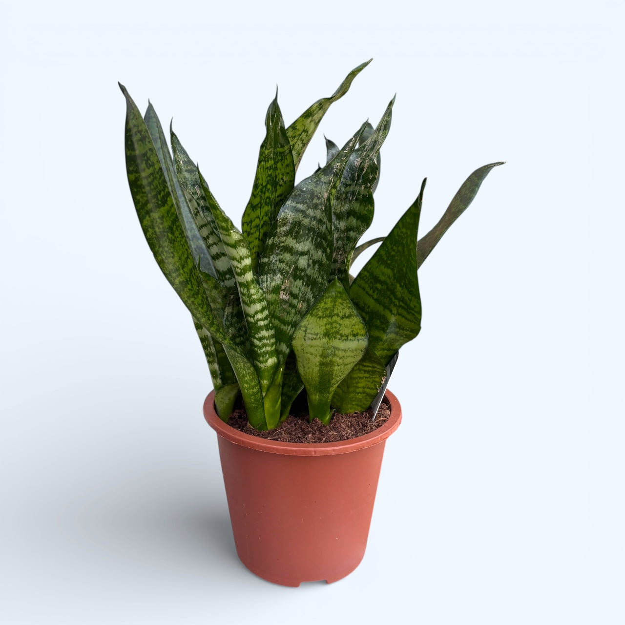 Sansevieria trifasciata 'Robusta'  frunze late, planta ultra-rezisten   Secret Garden Plant Shop