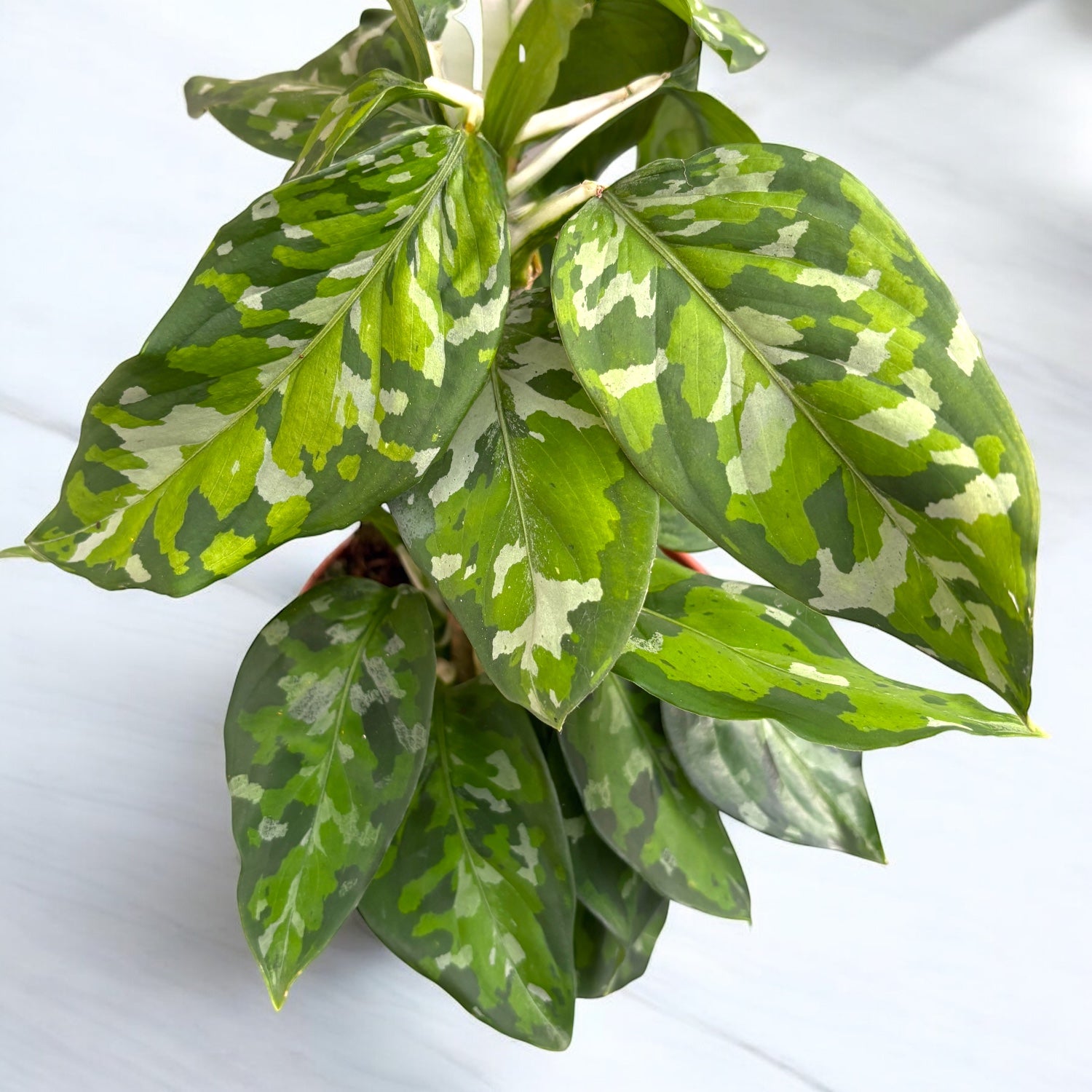 aglaonema pictus Aglaonema pictus 'Tricolor' (bush) D12 – Secret Garden Plant Shop