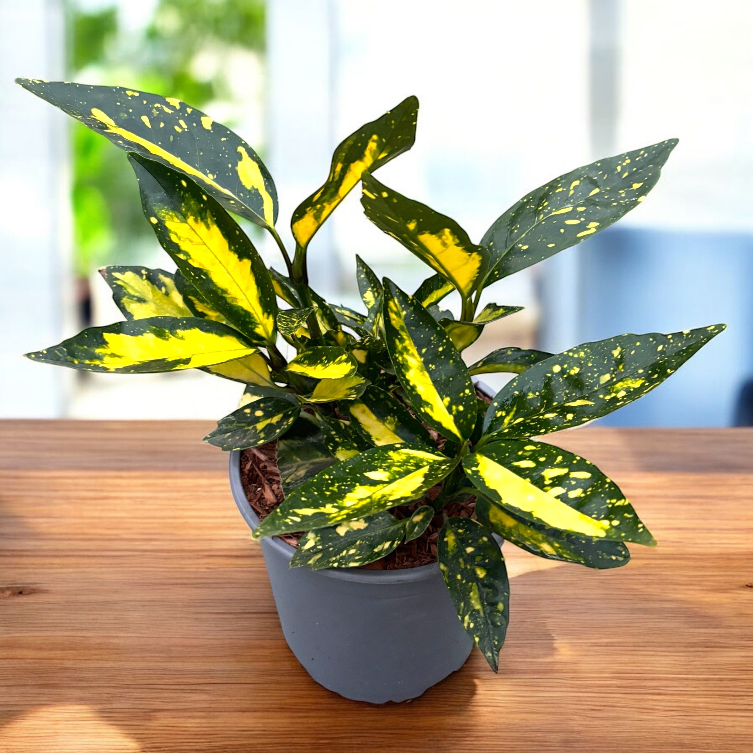spotted laurel house plant Aucuba japonica 'Picturata' (Spotted Laurel)