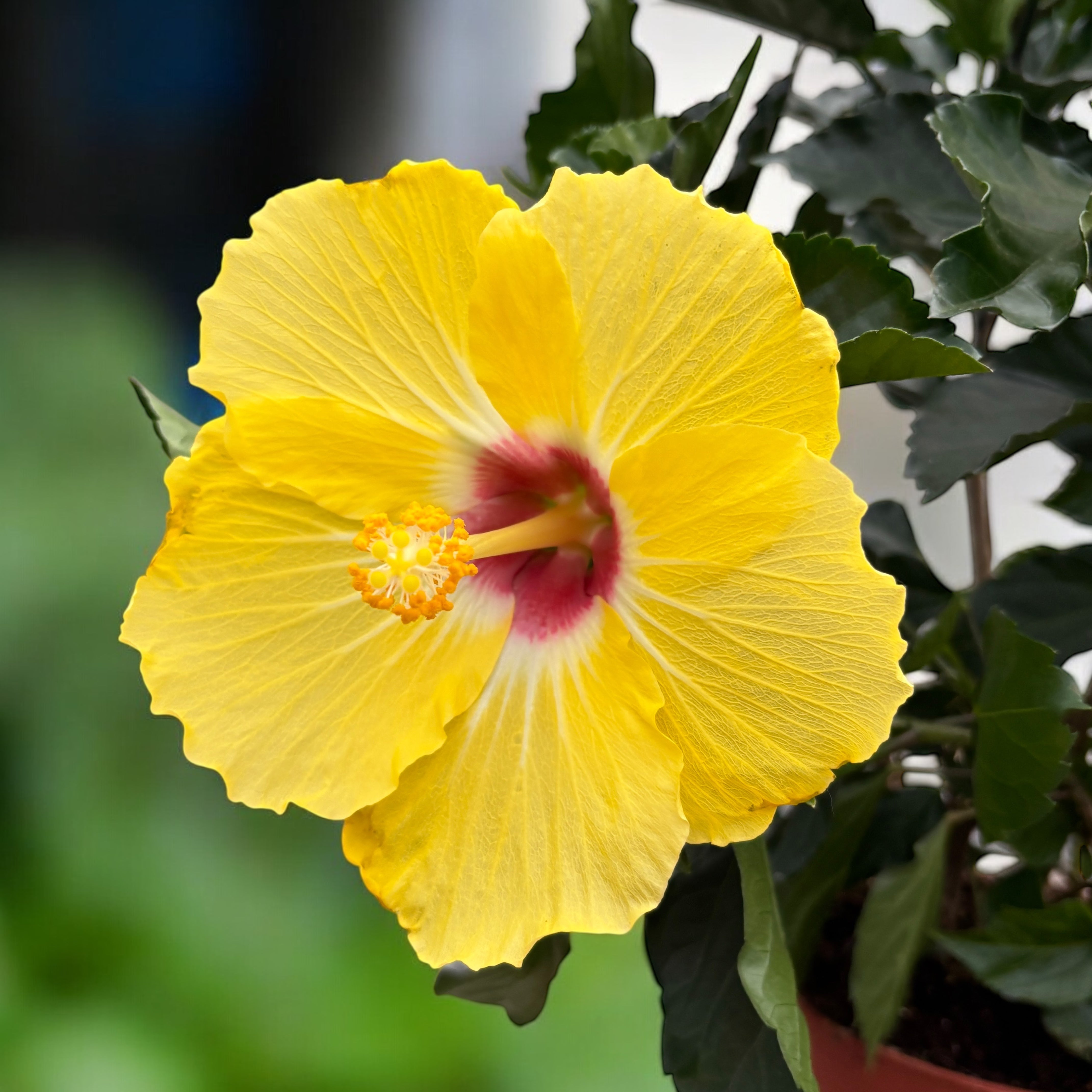 Hibiscus Fiori Grande 'Aveiro' - trandafiri japonezi cu flori XL