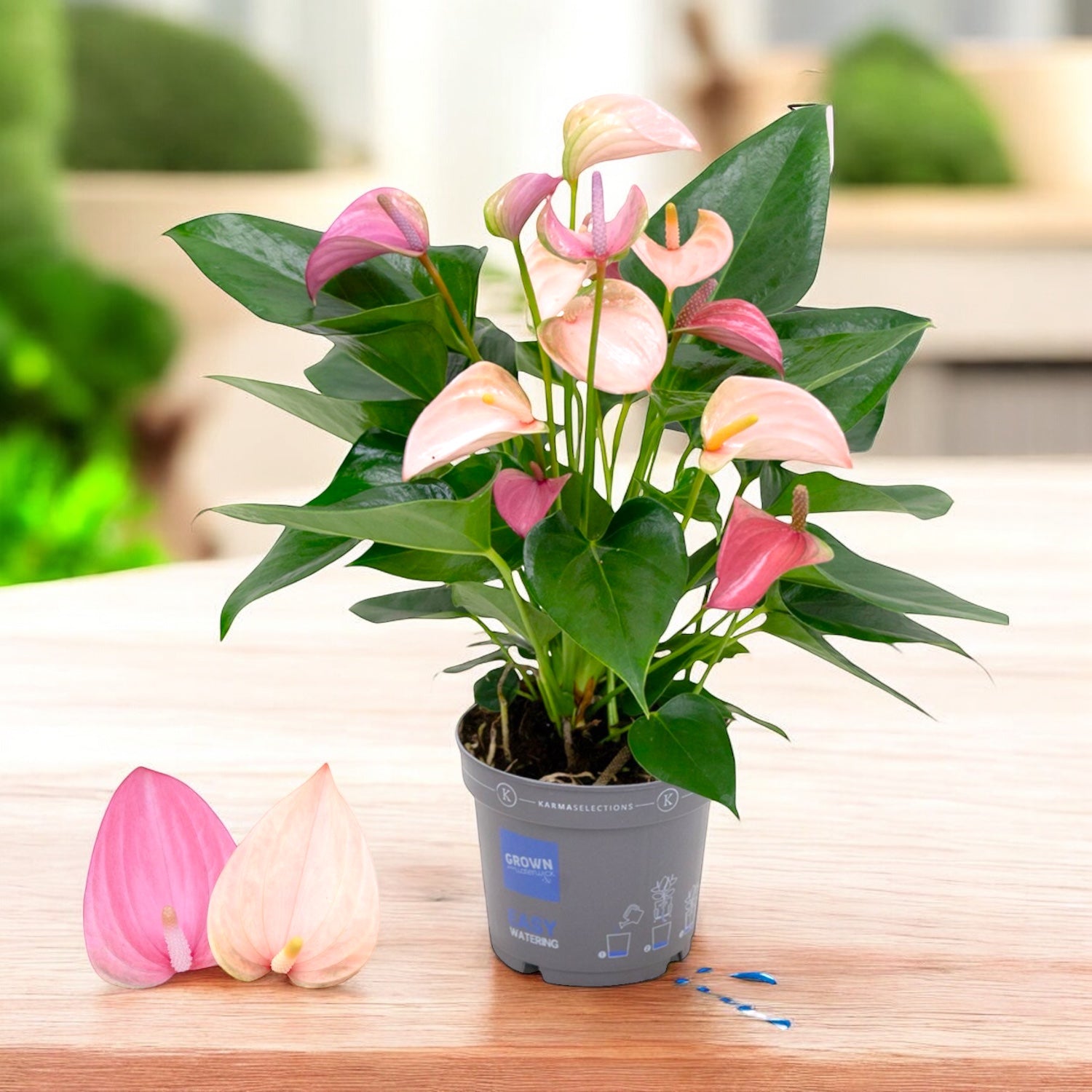 Anthurium Karma Joli DUO, cu ghiveci ceramic si sistem autoirigare, in –  Secret Garden Plant Shop