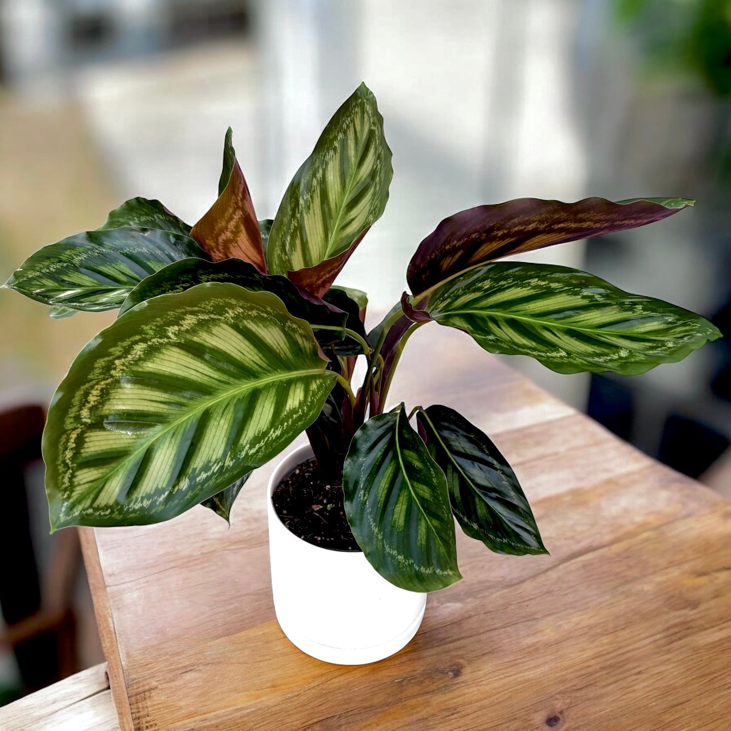 Calathea Flamestar – Secret Garden Plant Shop