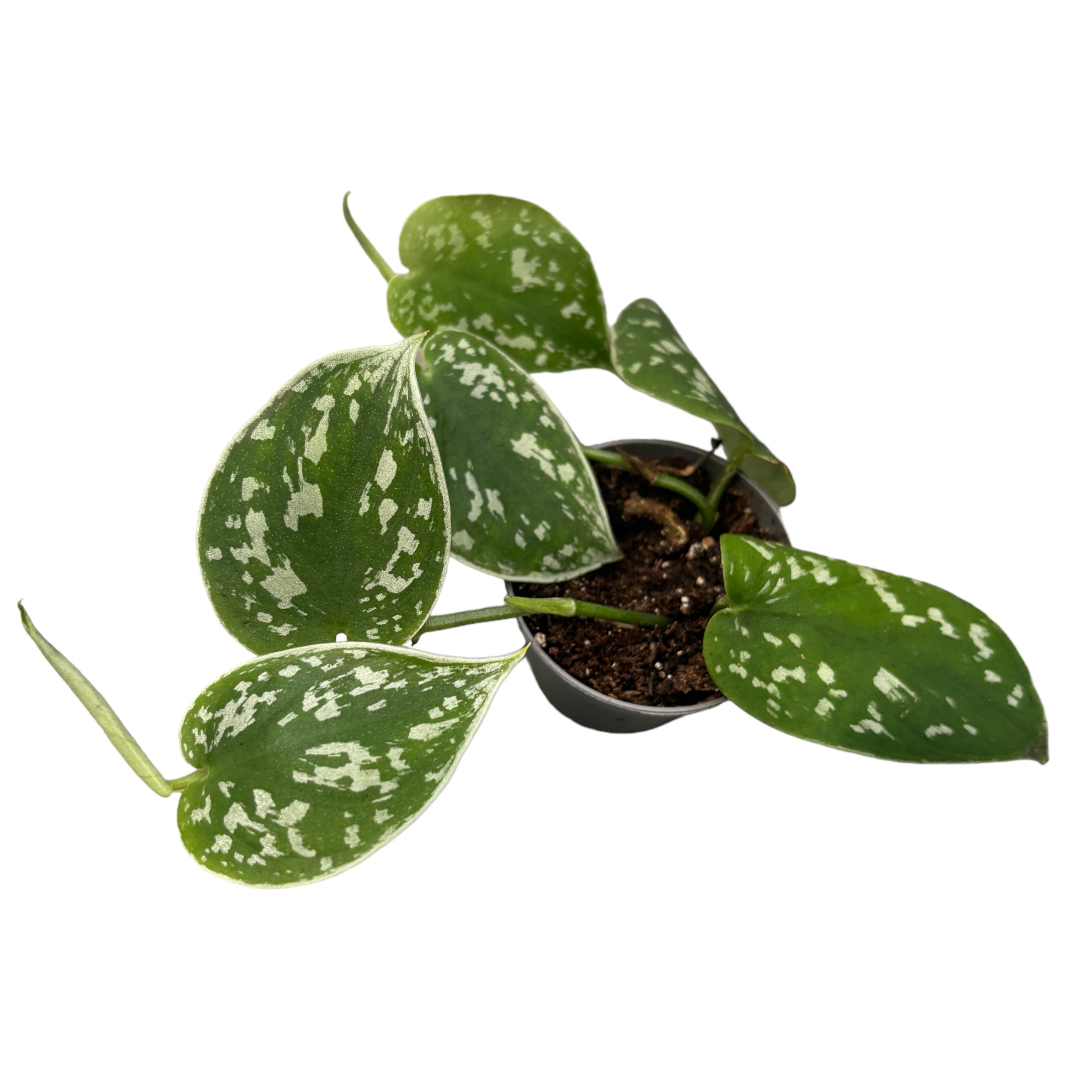 Philodendron scandens pictus (babyplant) – Secret Garden Plant Shop