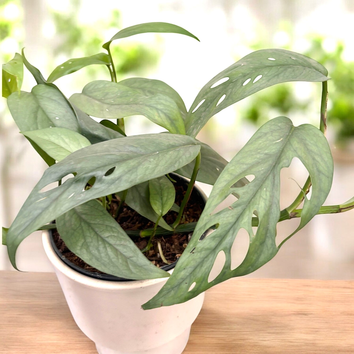 cebu blue monstera Epipremnum pinnatum 'Cebu Blue'