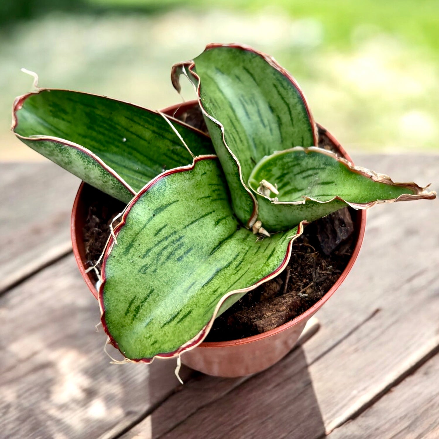 Sansevieria 'As Silk' – Secret Garden Plant Shop