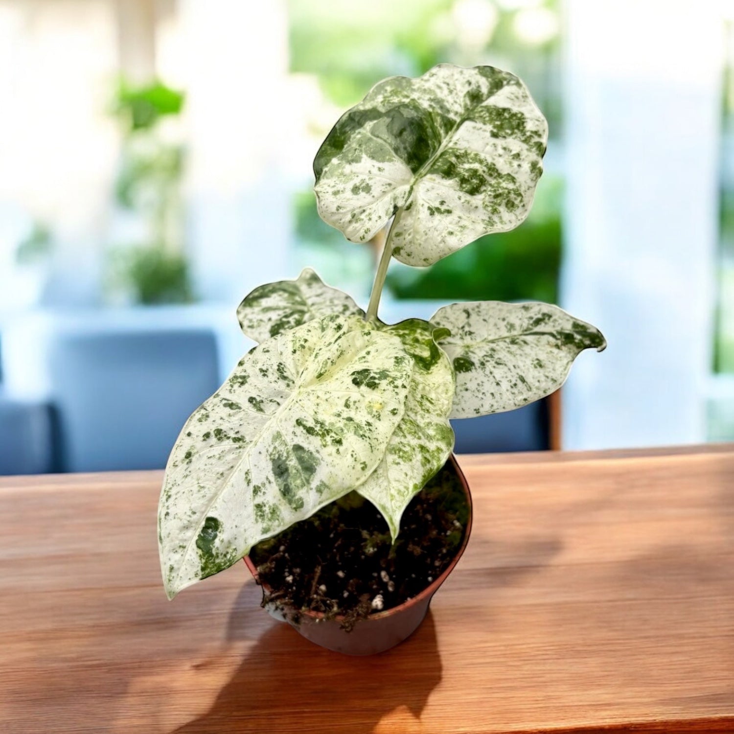 alocasia splash variegata Alocasia macrorrhiza 'Splash' (Variegata) – Secret Garden Plant Shop