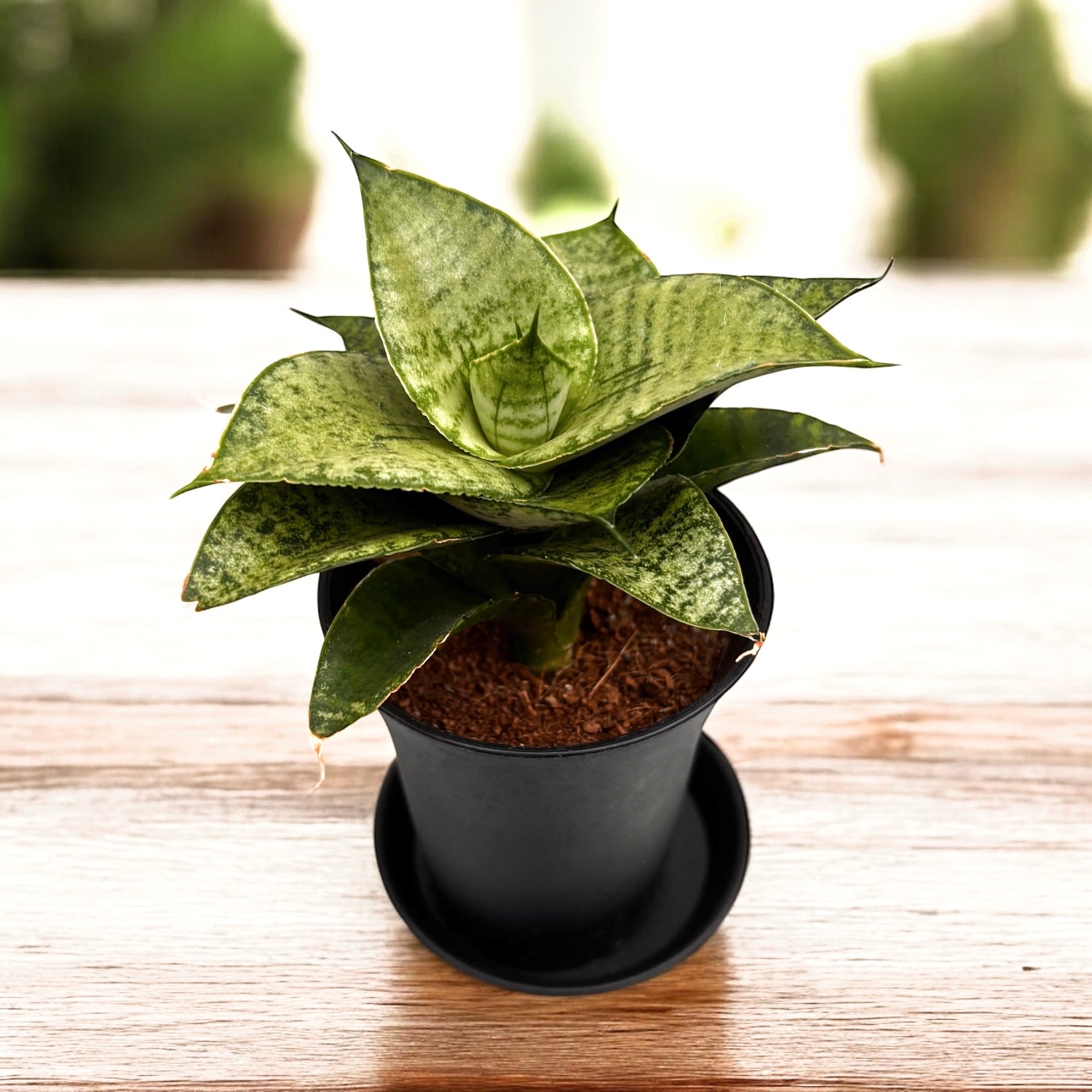 Sansevieria cylindrica 'Star Mini Marble' – Secret Garden Plant Shop