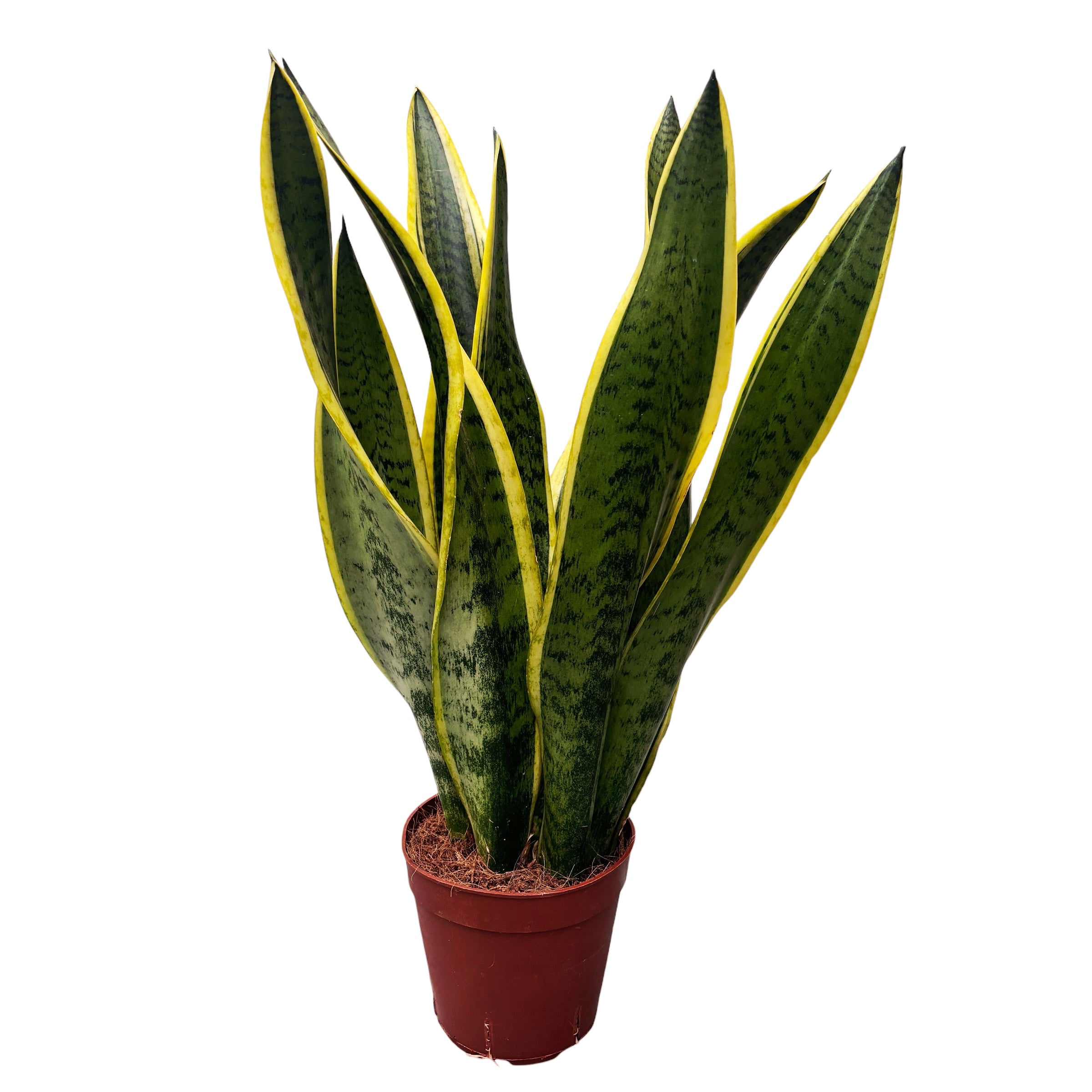 Sansevieria trifasciata 'Laurentii' (limba soacrei) D14 – Secret Garden  Plant Shop