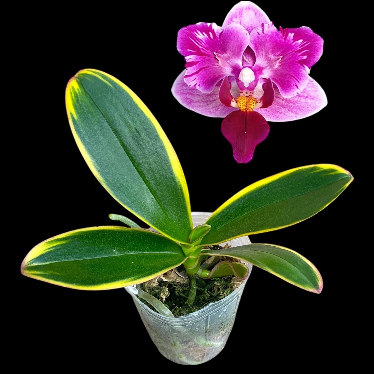 Phalaenopsis Miki Pink Fox (variegata & peloric) – Secret Garden