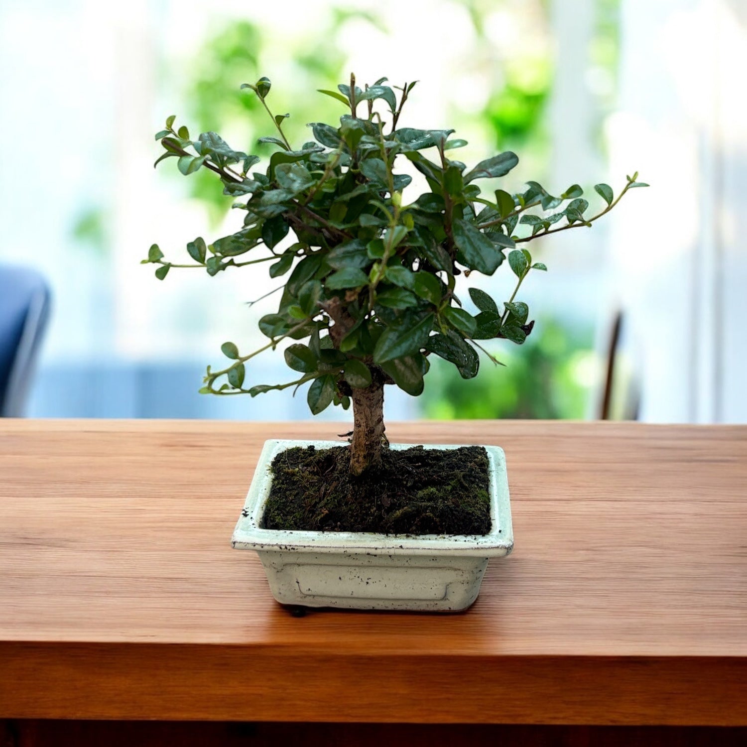 Bonsai Carmona – Secret Garden Plant Shop