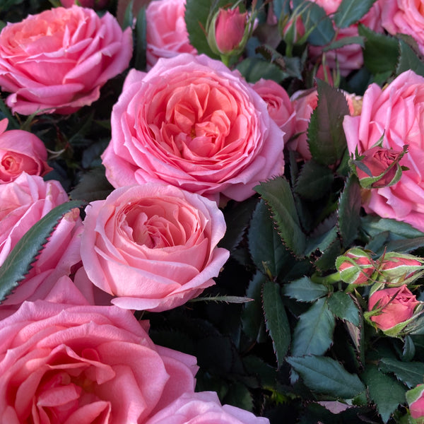 Roses Rosa Kordana Grande Adele - fragrant and large flowers