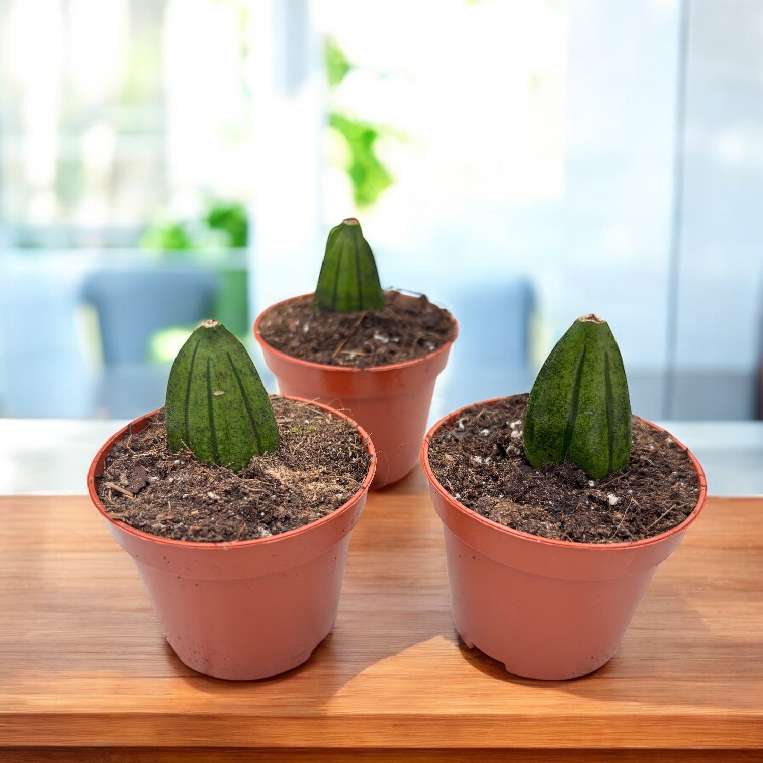Sansevieria 'Pyramid Crown' – Secret Garden Plant Shop