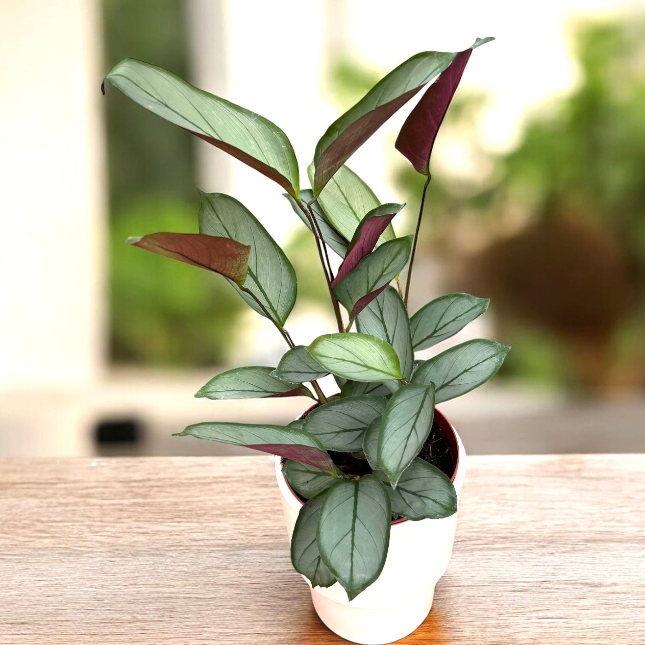 Calathea setosa 'Silver Star' – Secret Garden Plant Shop