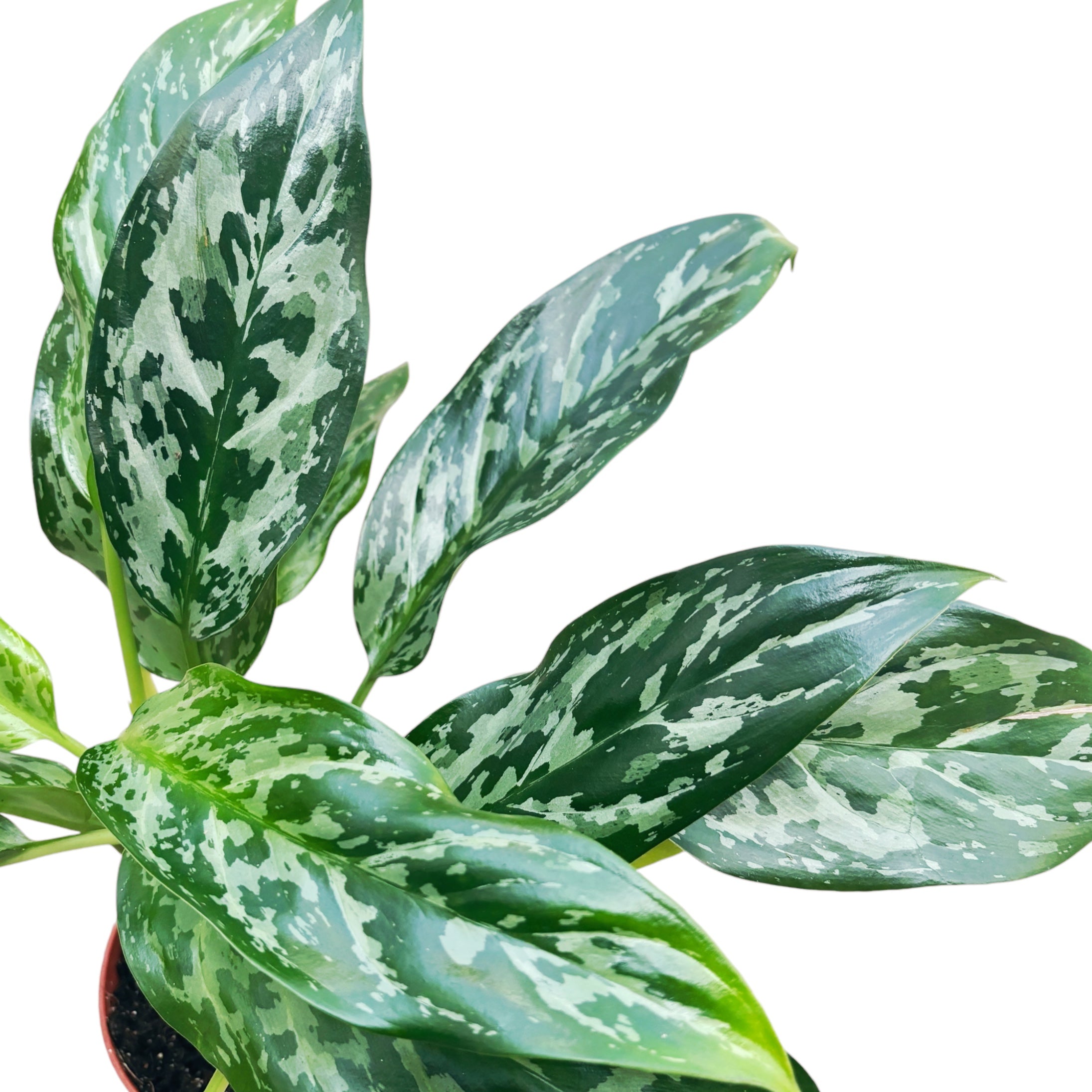 aglaonema green lady Aglaonema 'Green Lady' 3pp – Secret Garden Plant Shop