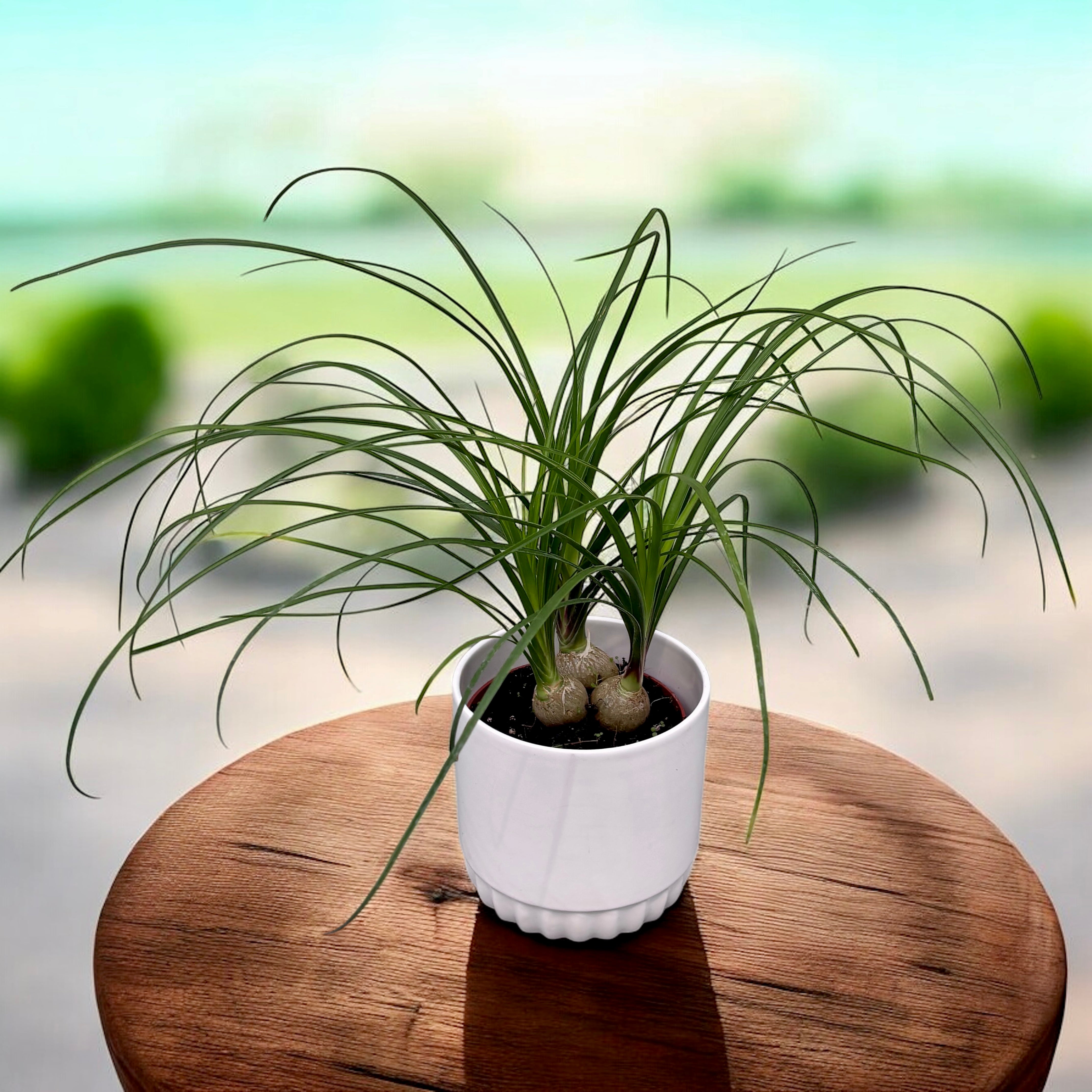 Nolina (Beaucarnea recurvata)