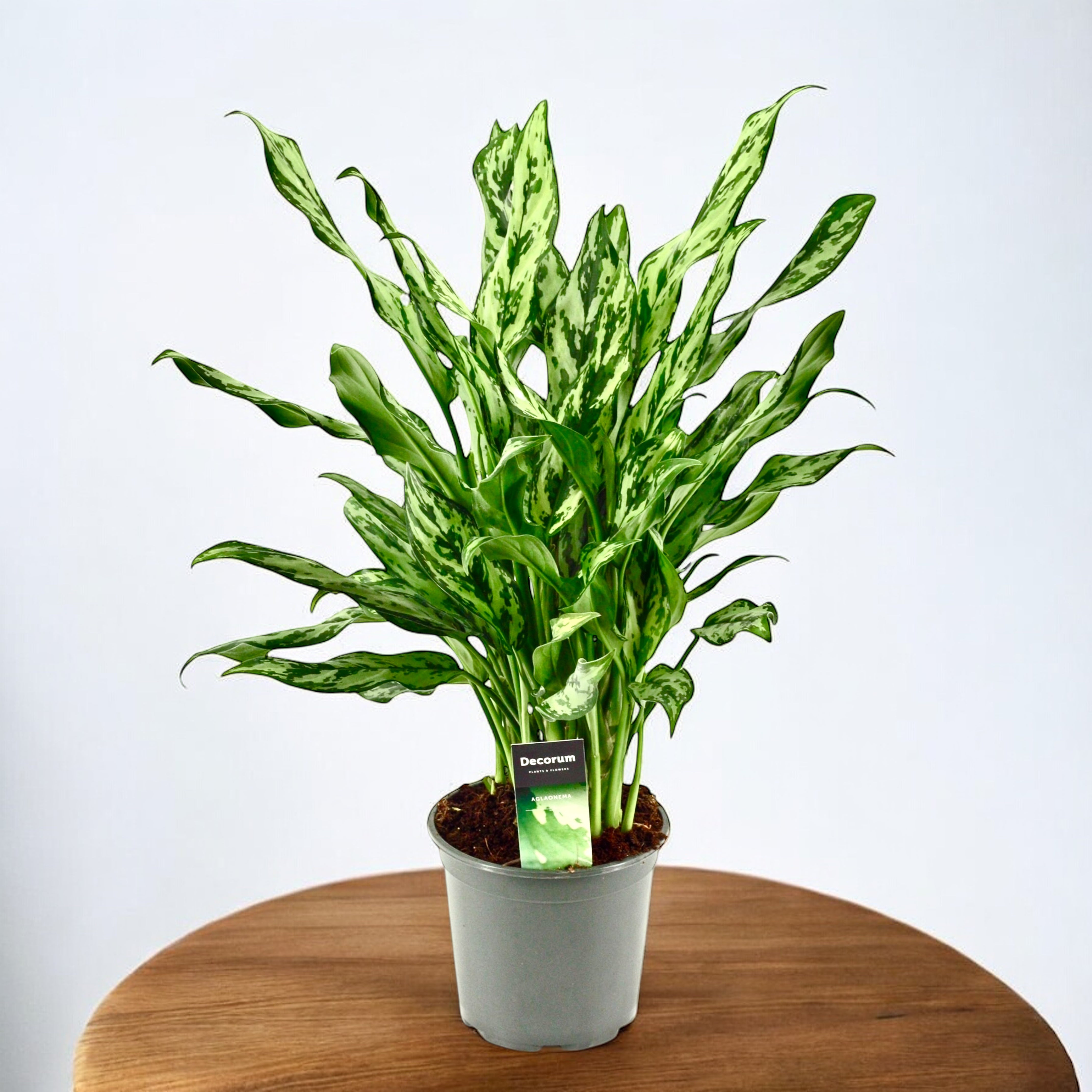 Aglaonema 'Miss Julliete' en Argento main image 1