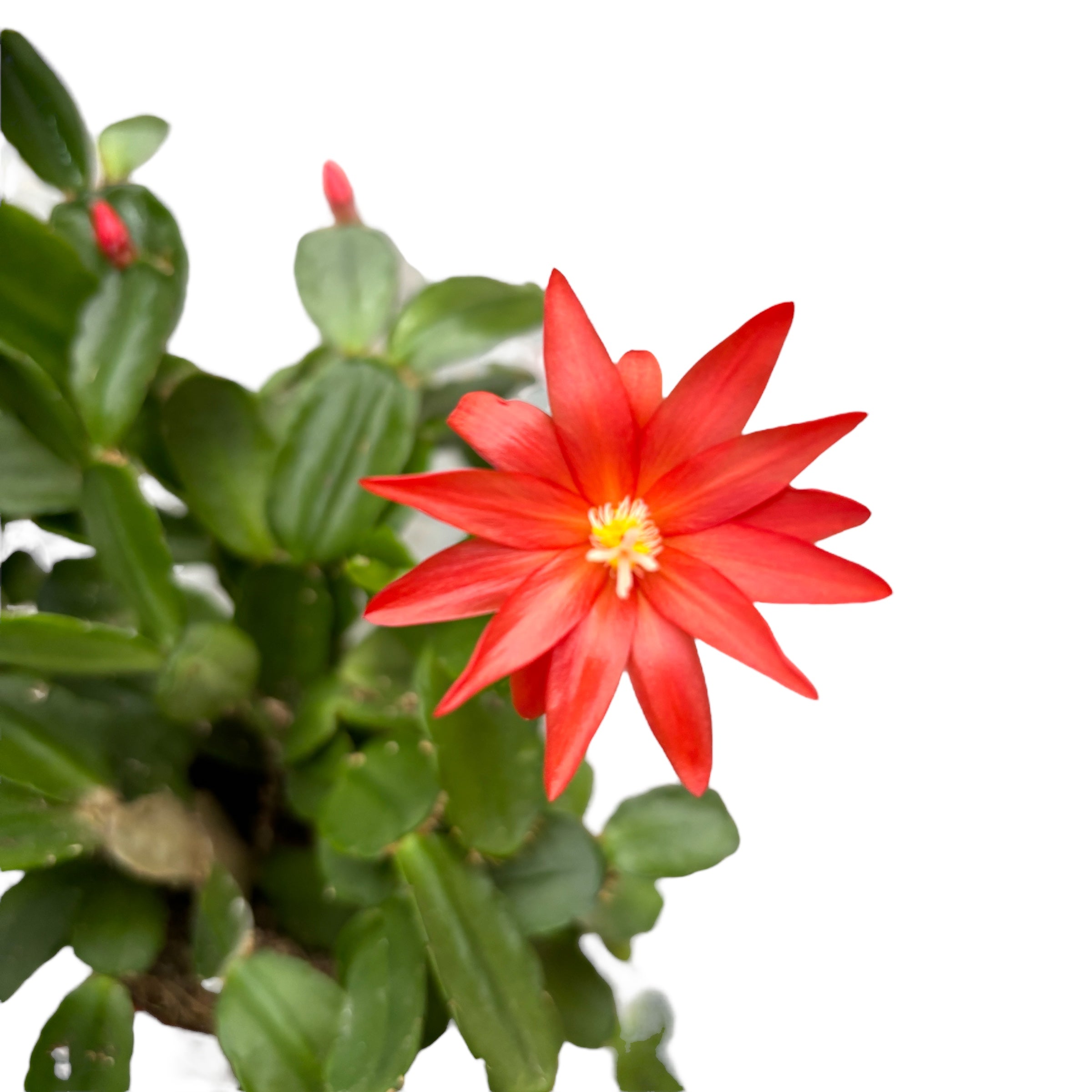 cactus floare Rhipsalidopsis gaertneri (floarea pastelui) – Secret Garden Plant Shop
