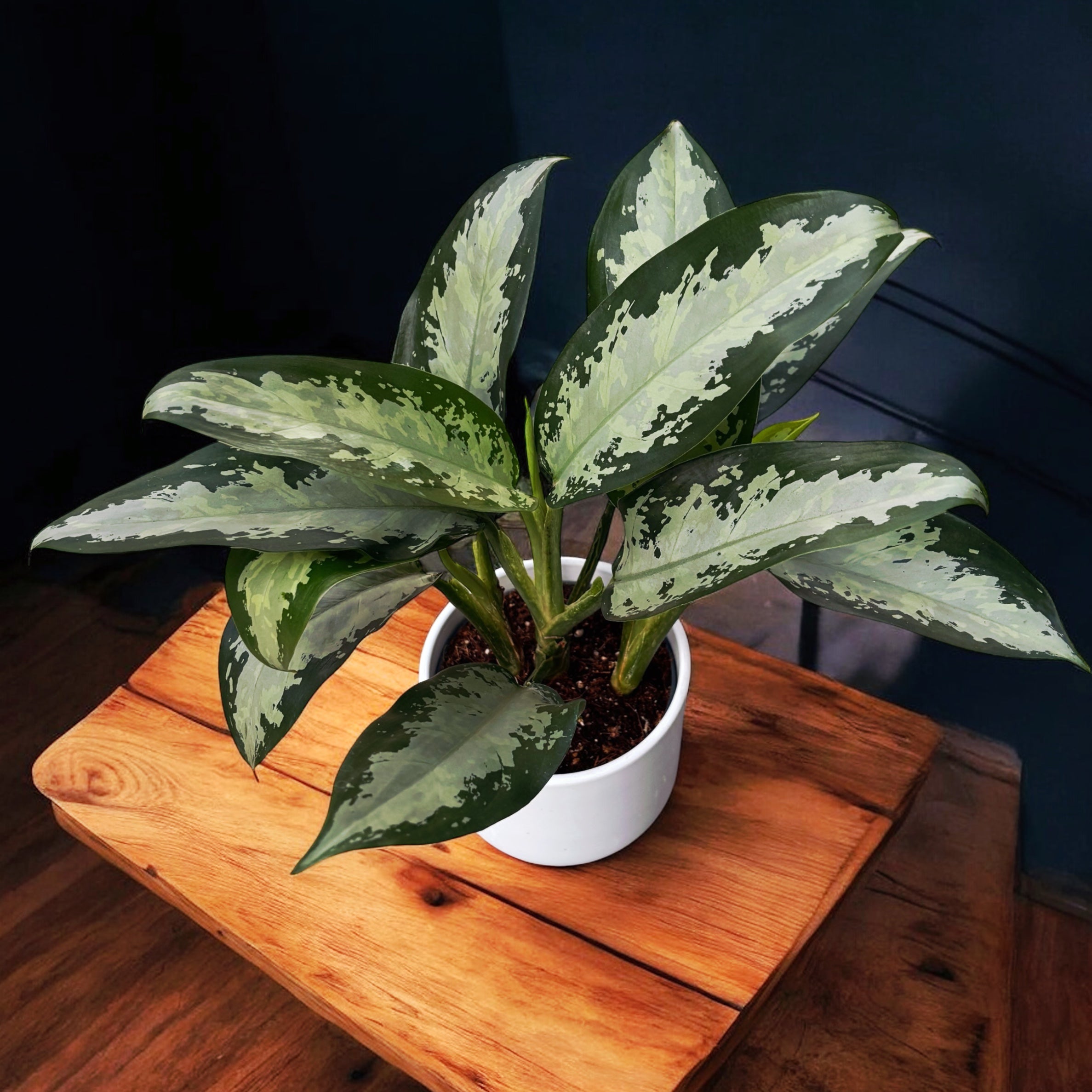 aglaonema jubilee petite Aglaonema 'Jubilee Petit' 2-3 plantes/pot – Secret Garden Plant Shop
