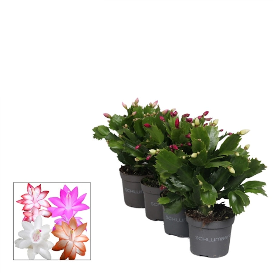 Schlumbergera MIX - Mayorista de plantas Schlumbergera MIX - Mayorista de plantas
