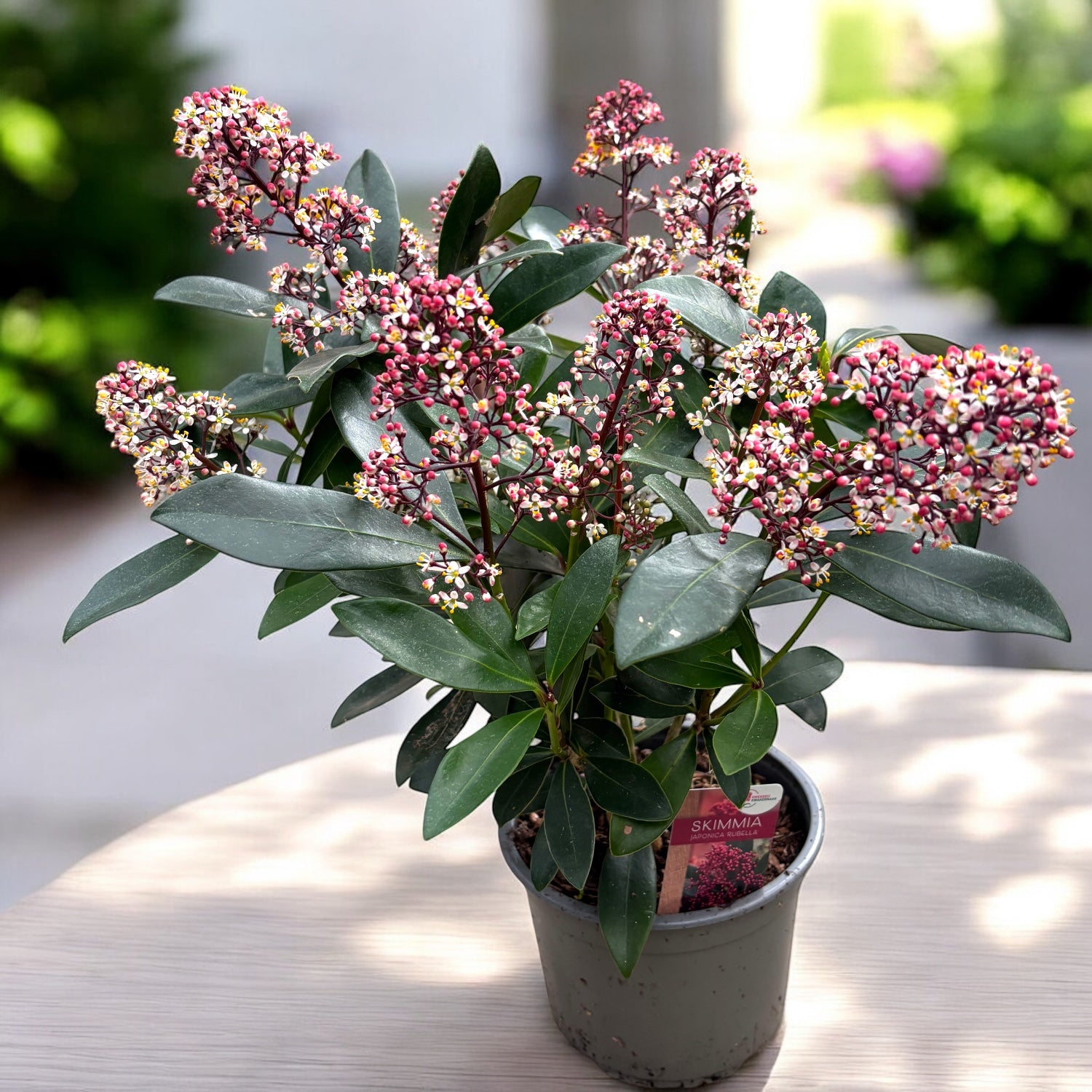 Skimmia Japonica Rubella (Liliacul japonez) XL