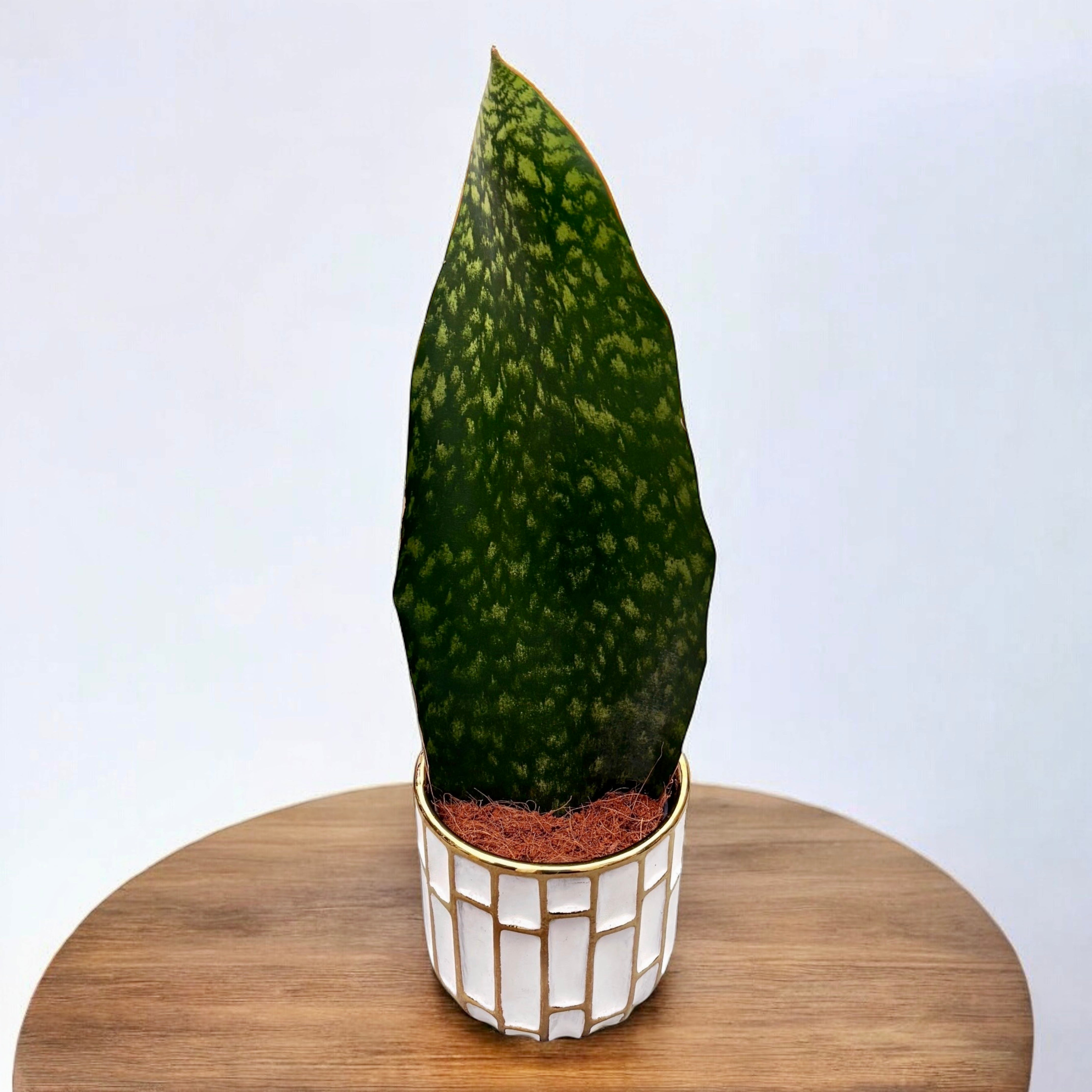 sansevieria aleta de ballena Sansevieria masoniana (Planta serpiente aleta de ballena) – Secret Garden Plant Shop
