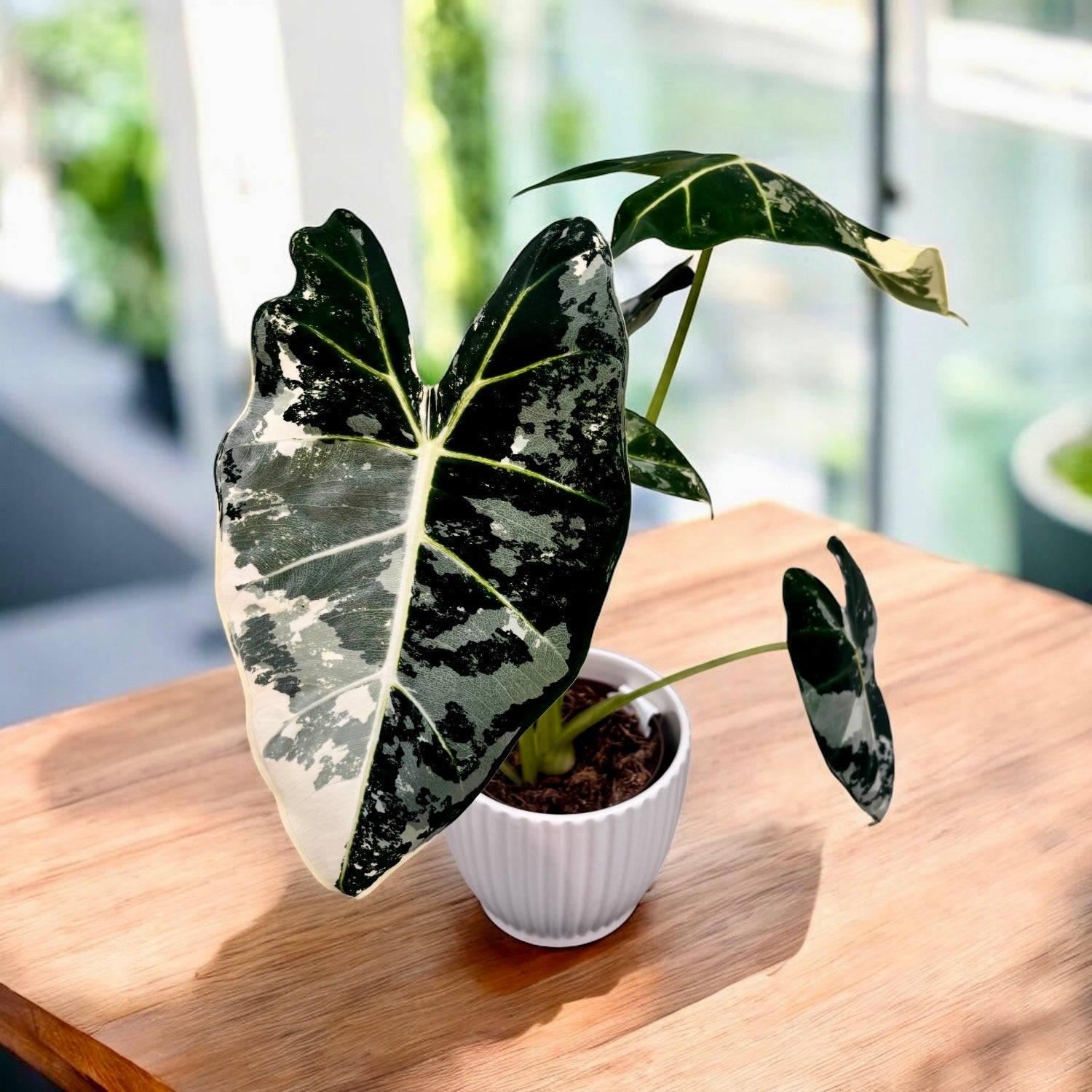 Alocasia micholitziana 'Frydek Variegata' – eleganta tropicala in verd –  Secret Garden Plant Shop