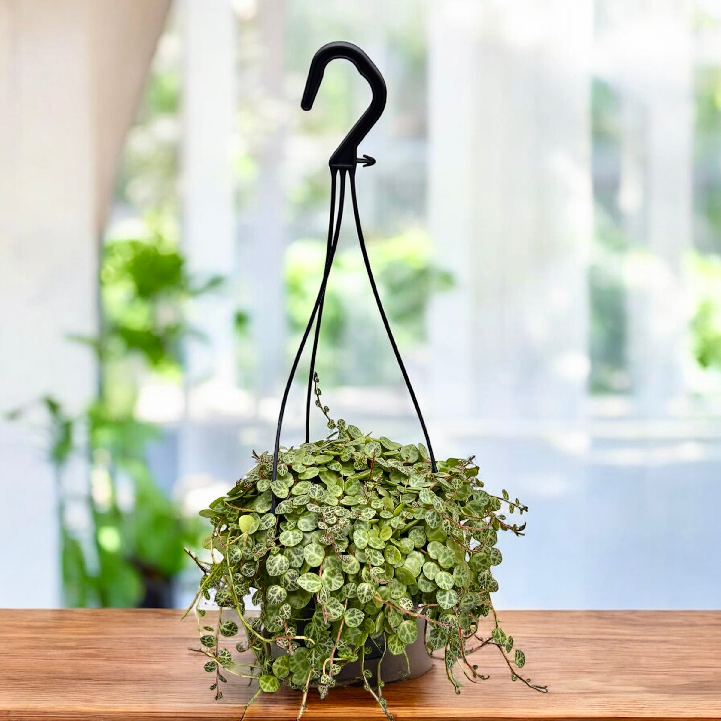 turtle hanging plants Peperomia prostrata XL