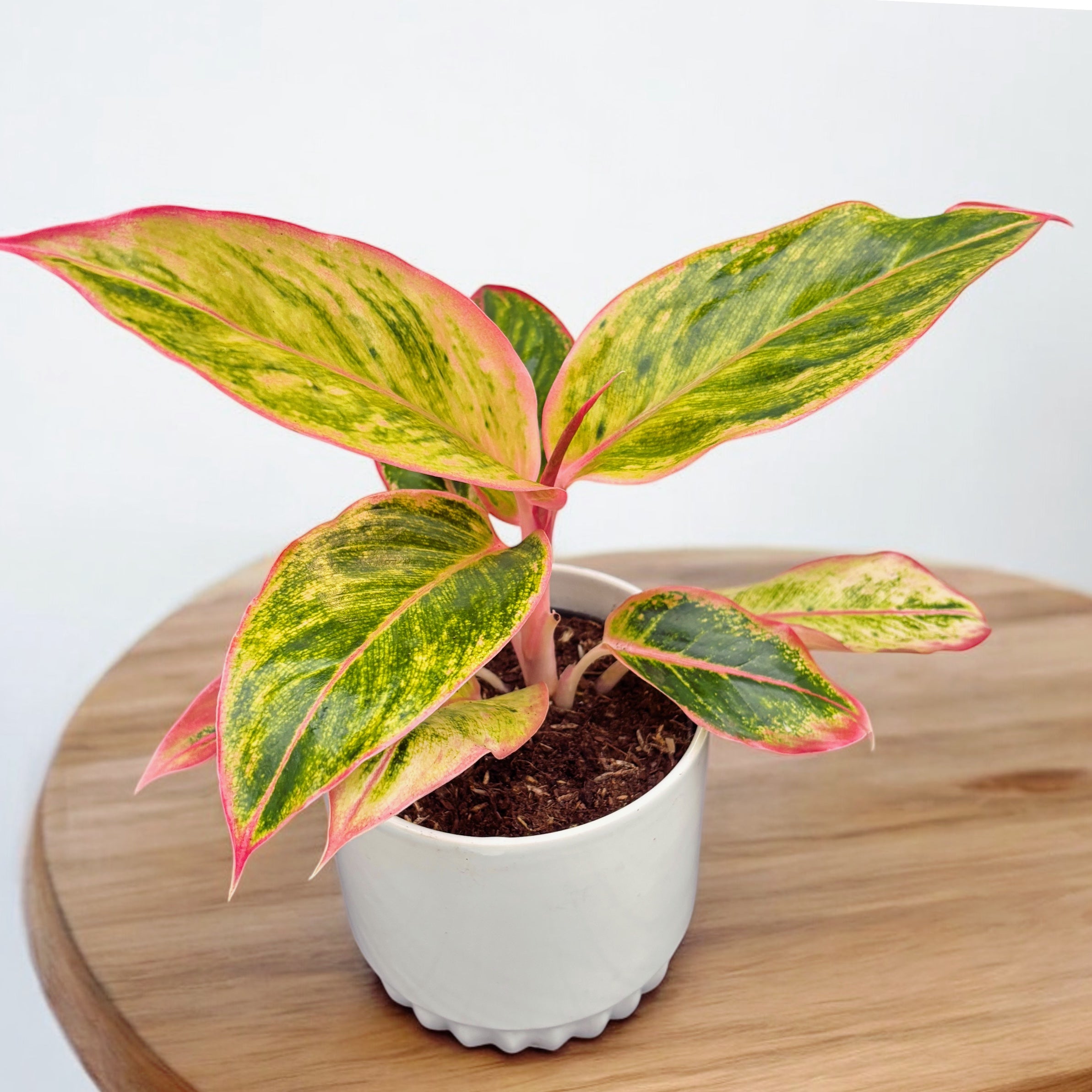 aglaonema salmon Aglaonema 'Salmon Fantasy' – Secret Garden Plant Shop