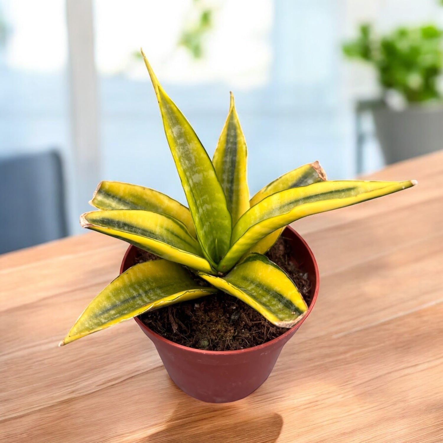 Sansevieria 'Gabriella Variegata' – Secret Garden Plant Shop