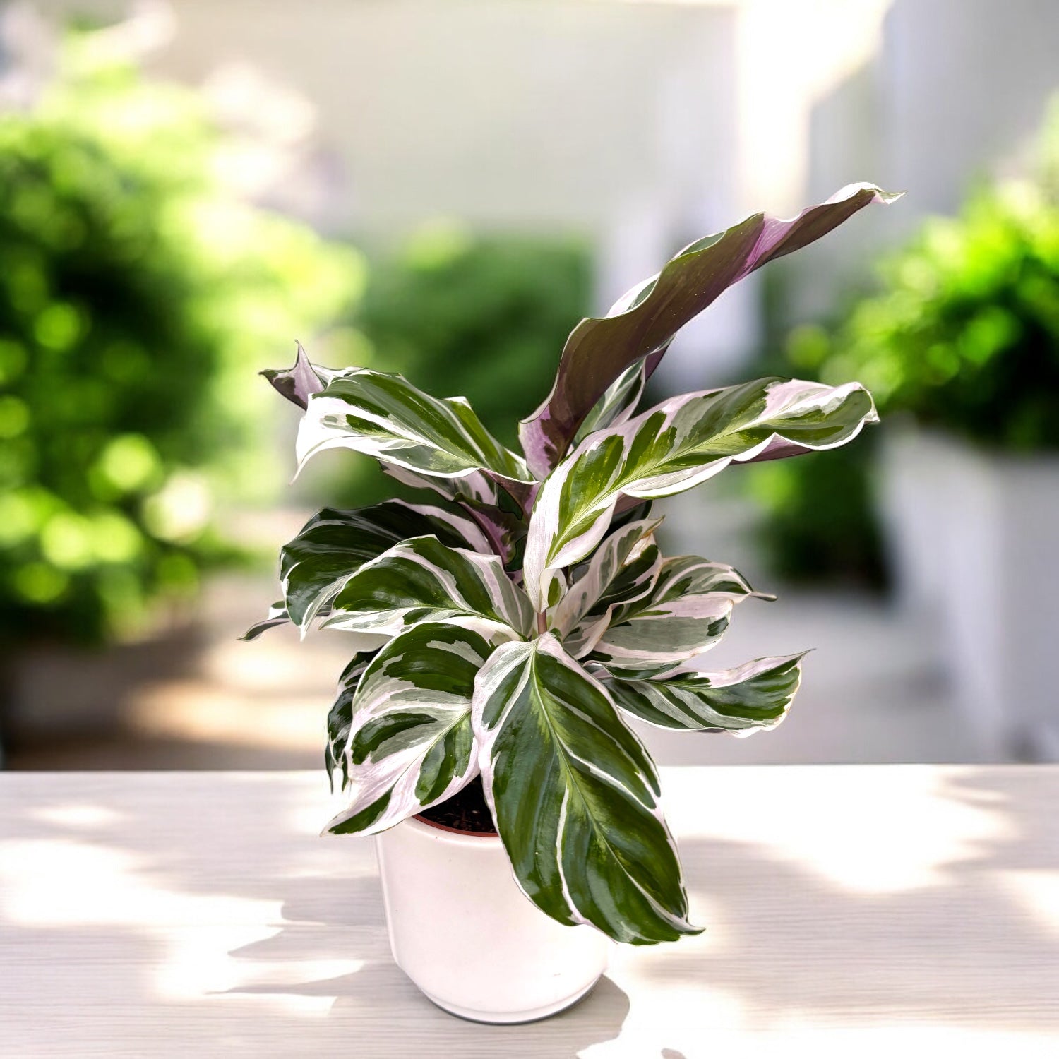 Calathea 'White Fusion' (Babypflanze) – Secret Garden Plant Shop