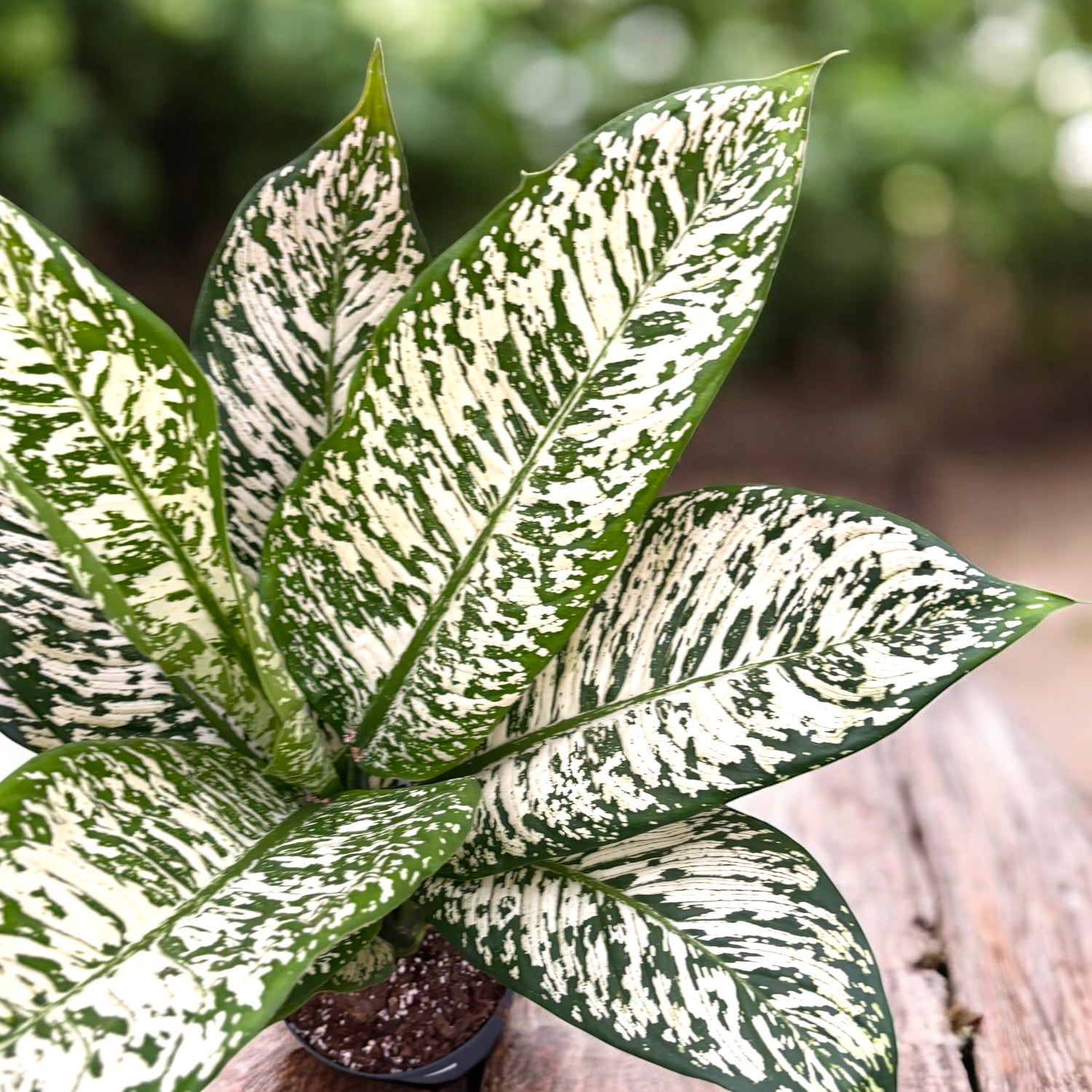 variedades de dieffenbachia Dieffenbachia 'White Etna'