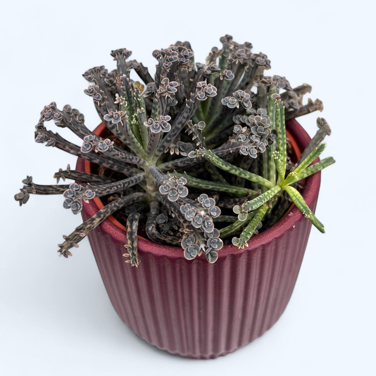 Kalanchoe Tubiflora ('Mutter der Millionen') – Secret Garden Plant Shop