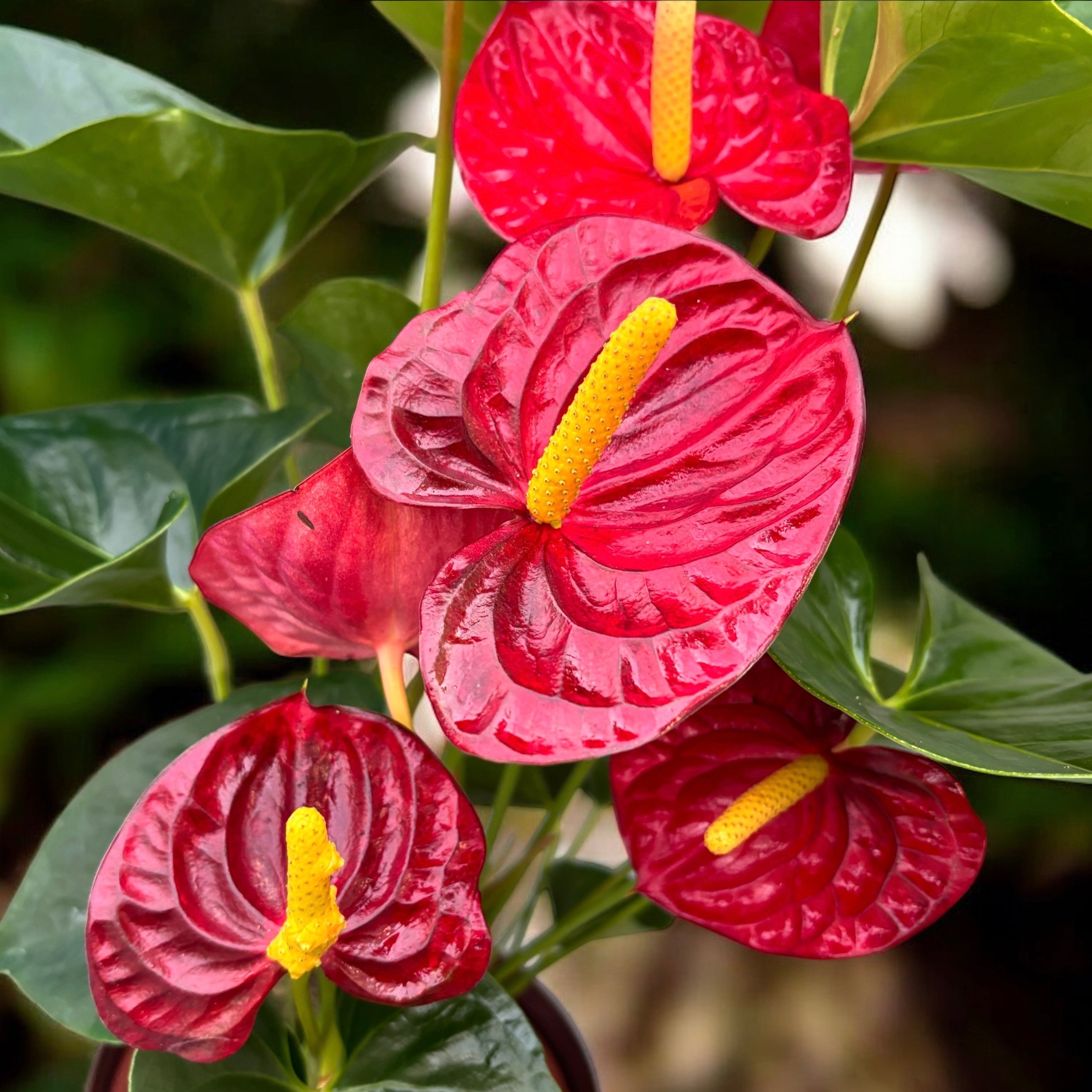 anthurium jumbo red Anthurium Jumbo Red – Secret Garden Plant Shop