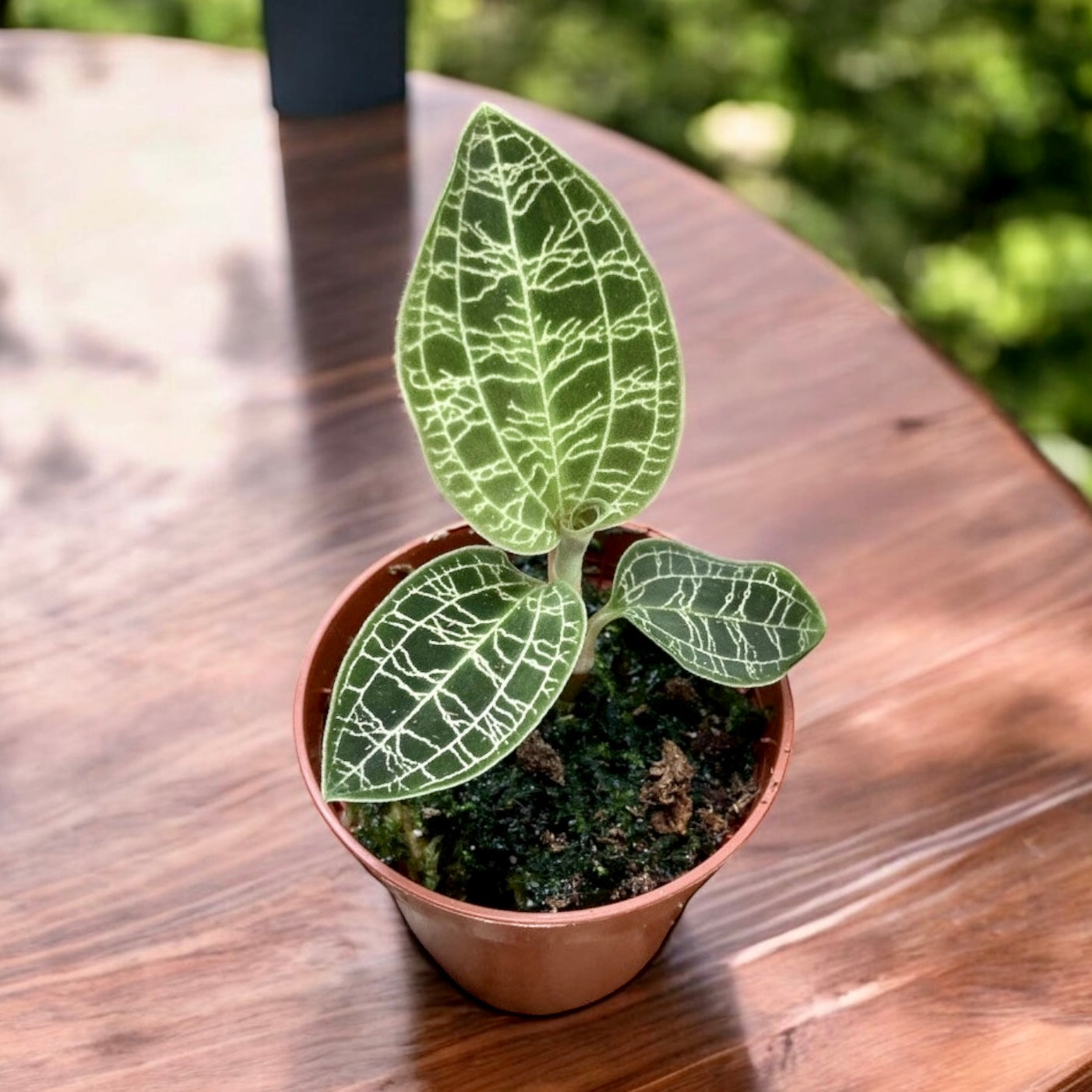 Macodes petola (Jewel Orchid) – Secret Garden Plant Shop