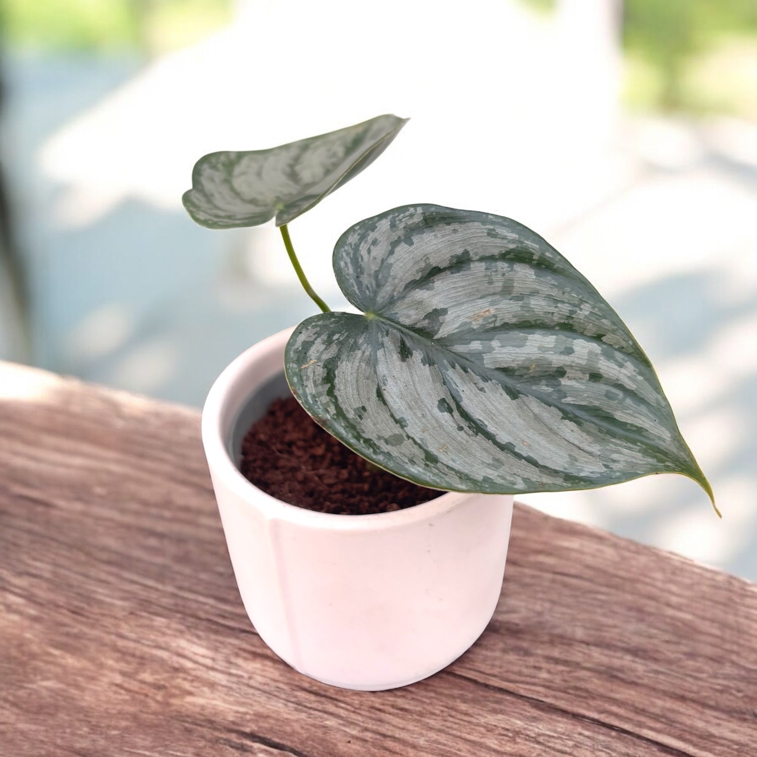 Philodendron brandtianum (Silberblatt-Philodendron) Babypflanze – Secret  Garden Plant Shop
