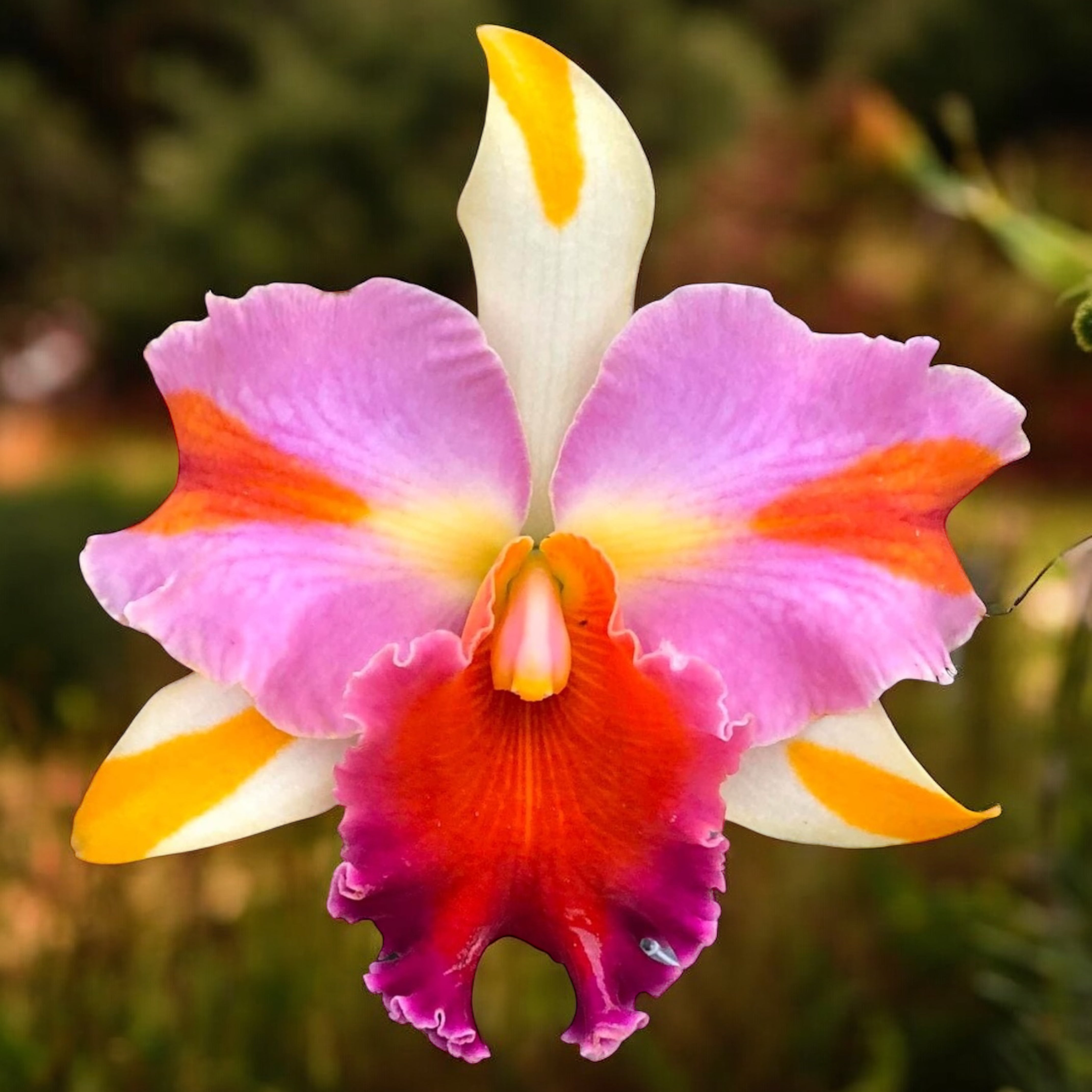Rlc. Amazing Thailand 'Magician' - flori parfumate – Secret Garden
