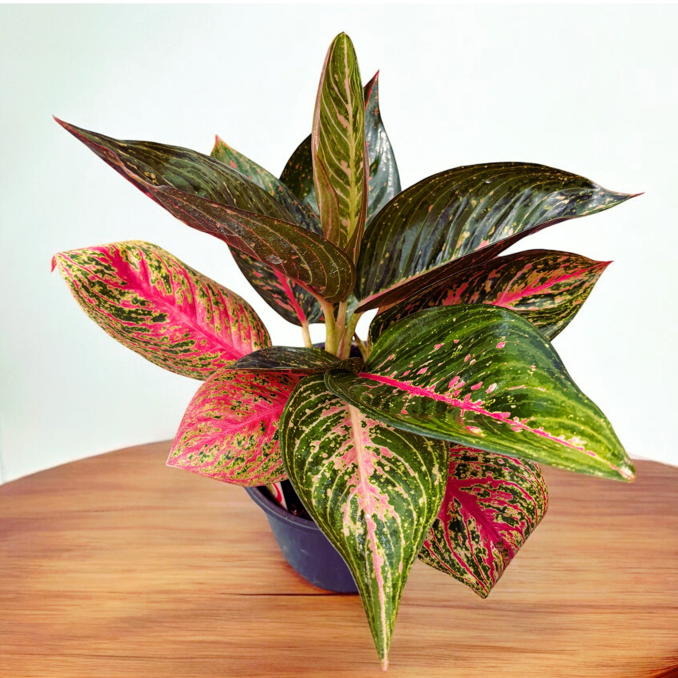 aglaonema pincut Aglaonema Pincut – Secret Garden Plant Shop