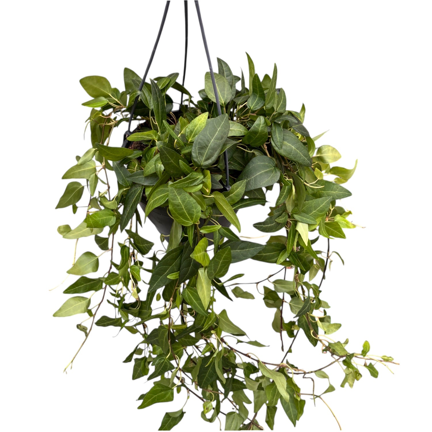 Hedera helix 'Lingusta' – dekoracyjny bluszcz o zwartym i wszechstronn –  Secret Garden Plant Shop