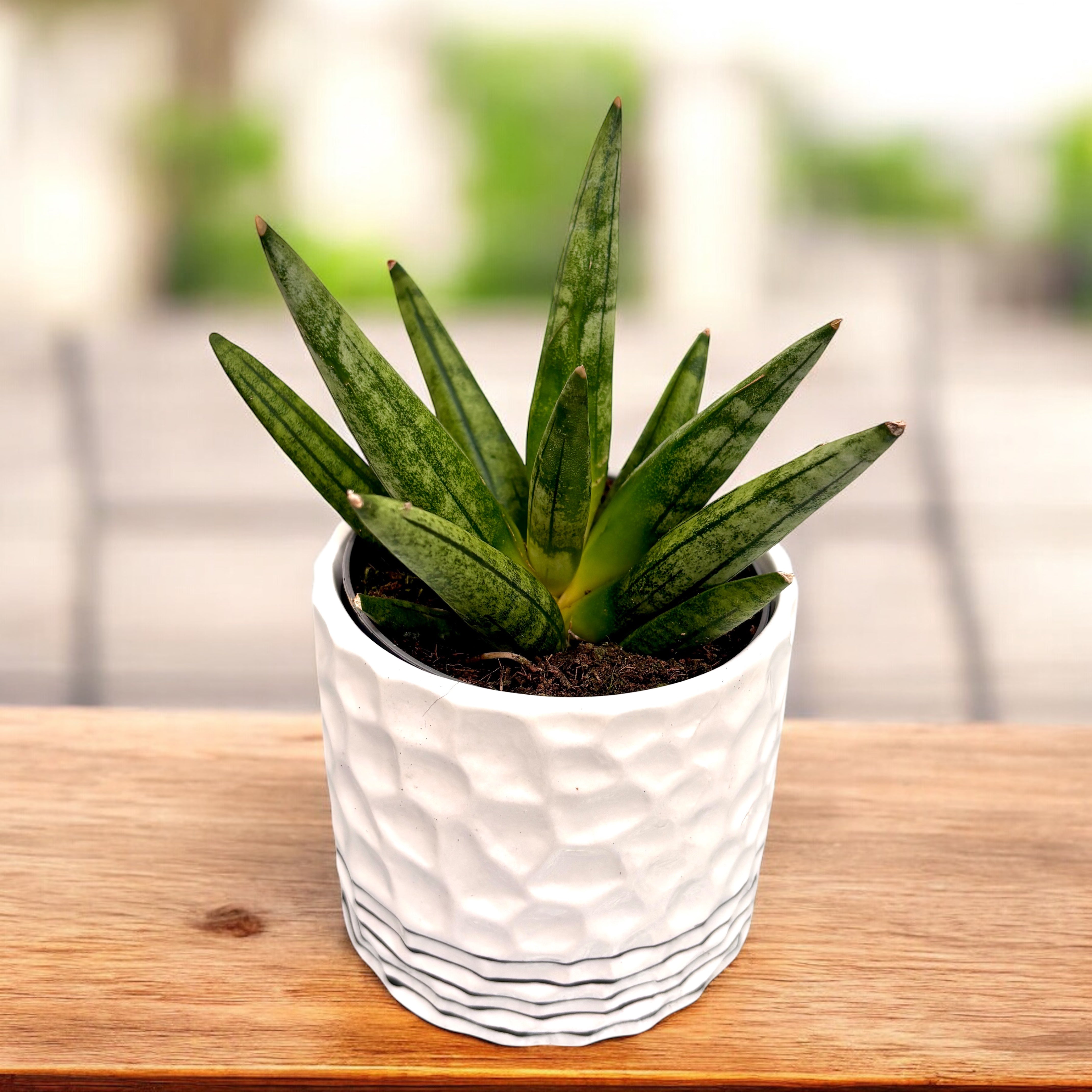 sansevieria hedgehog Sansevieria 'Hedgehog'- varietate compacta cu aspect de arici – Secret  Garden Plant Shop