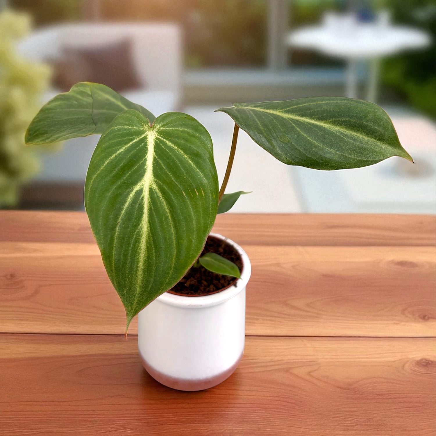 philodendron gloriosum kaufen Philodendron gloriosum *Babypflanze – Secret Garden Plant Shop