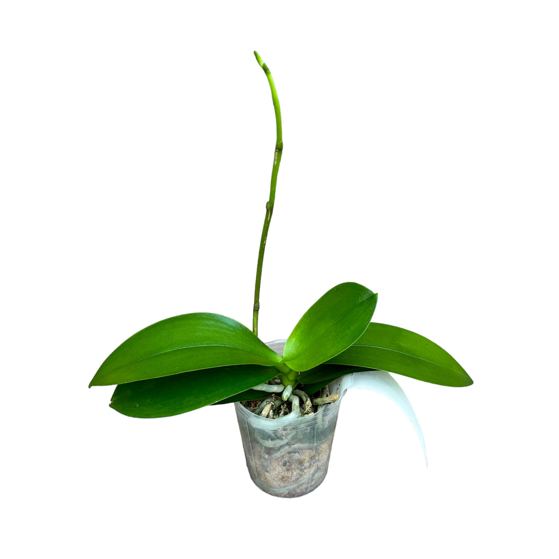Phalaenopsis Taisuco Jasper (peloric)