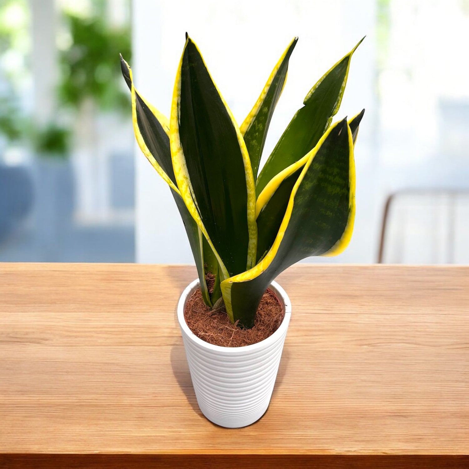 Sansevieria 'Black Gold'