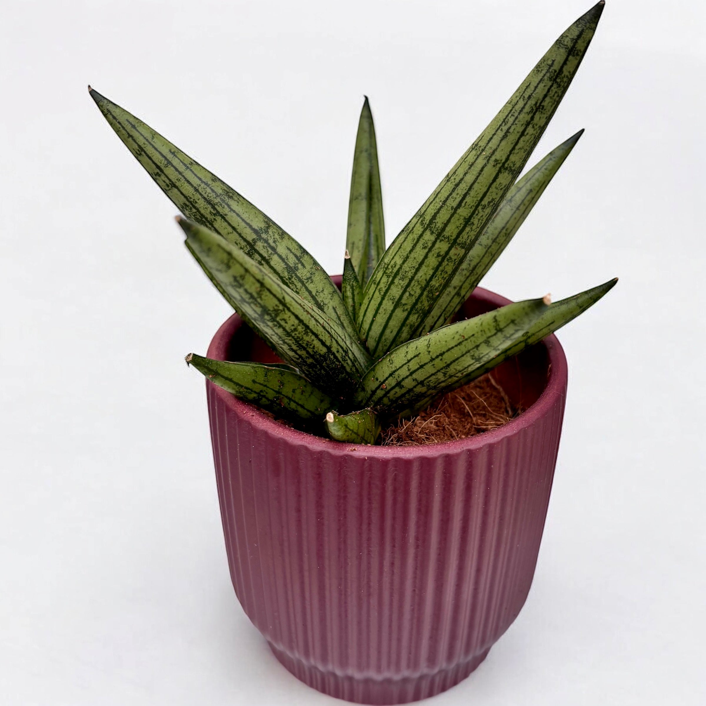 Sansevieria 'Helios' – Secret Garden Plant Shop