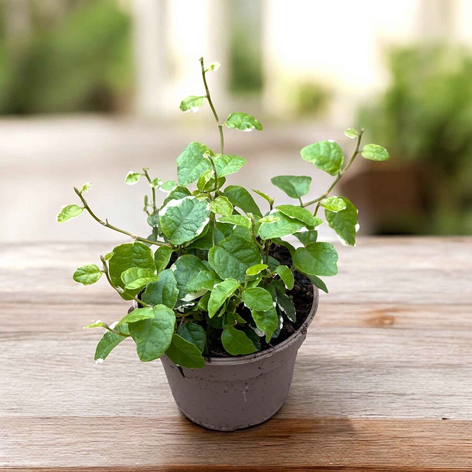 ficus pumila zimmerpflanze Ficus pumila 'White Sunny'