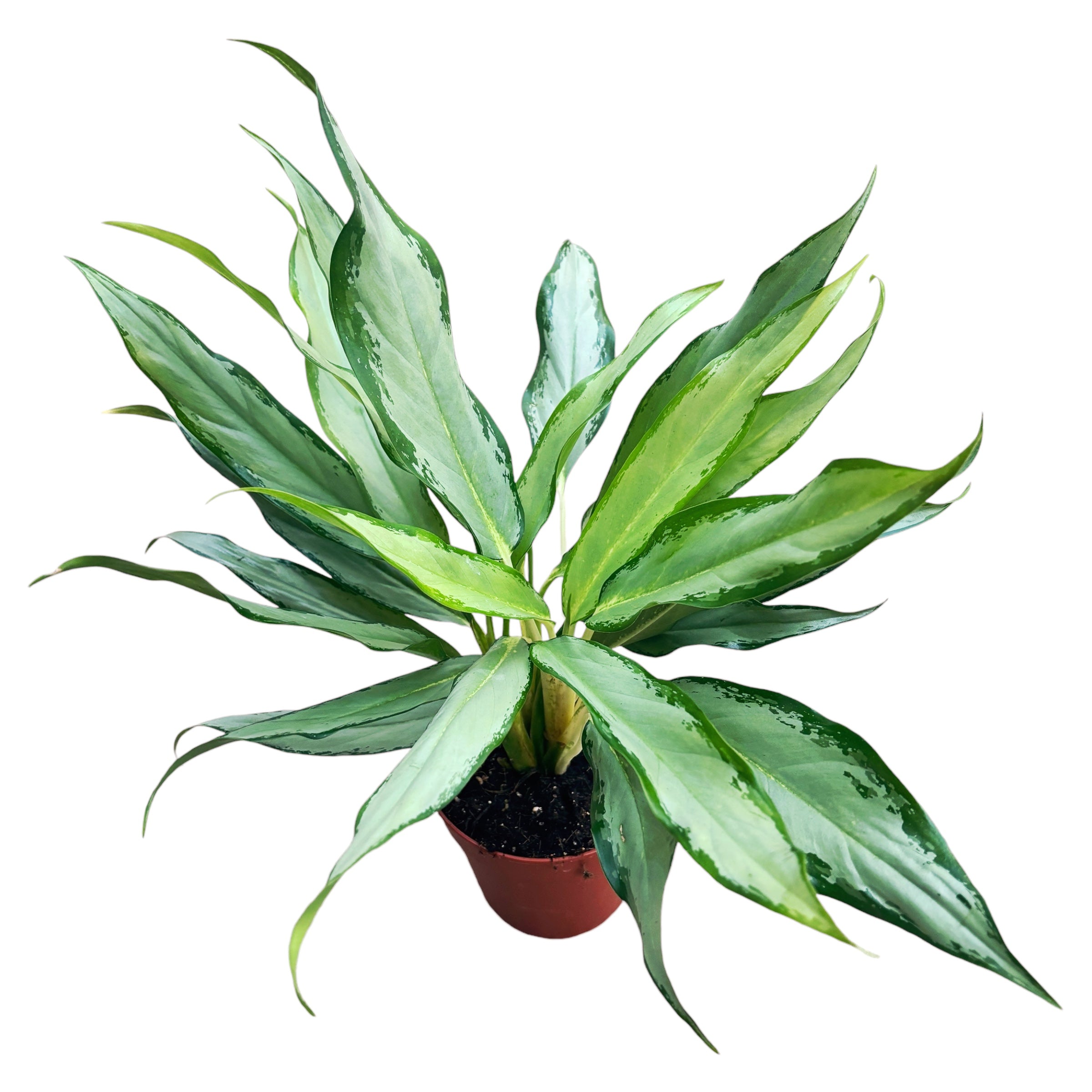 white lance aglaonema Aglaonema 'White Lance' 3pp – Secret Garden Plant Shop