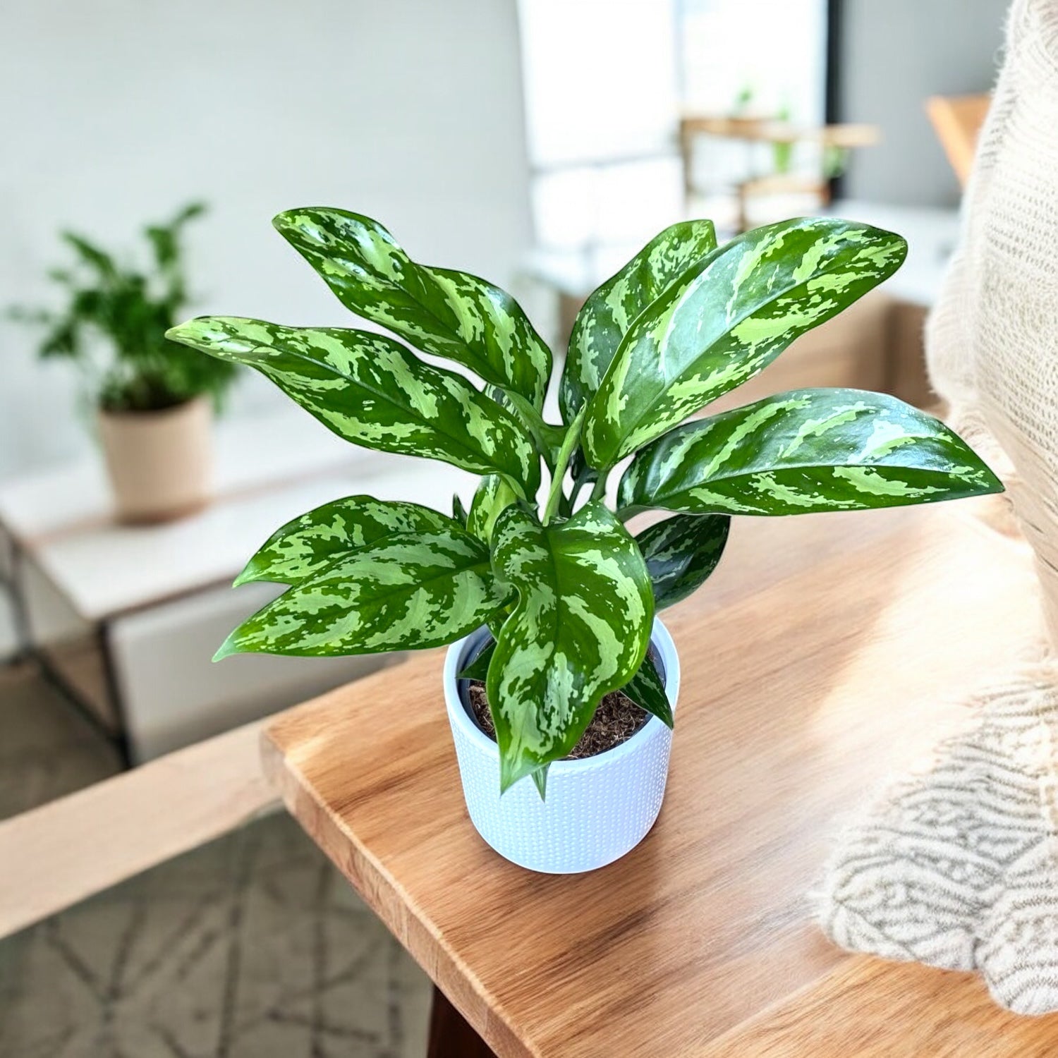 aglaonema maria cuidados Aglaonema María 2pp – Secret Garden Plant Shop