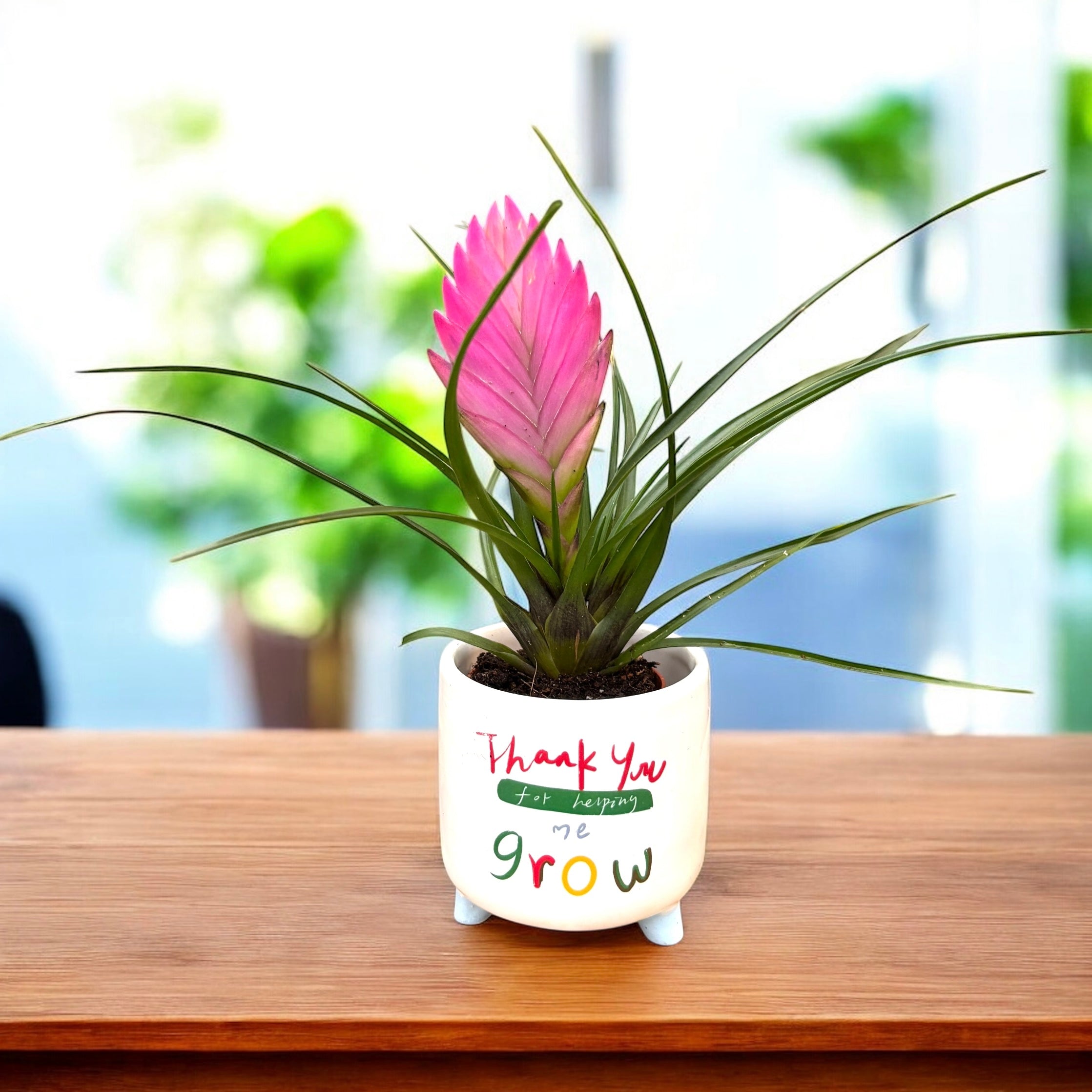 Tillandsia cyanea 'Anita' – Secret Garden Plant Shop