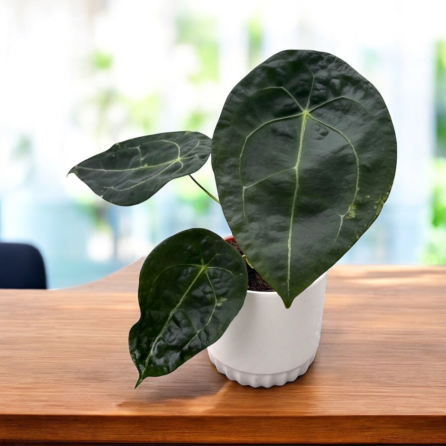 Anthurium forgetii x nigrolaminum – Secret Garden Plant Shop